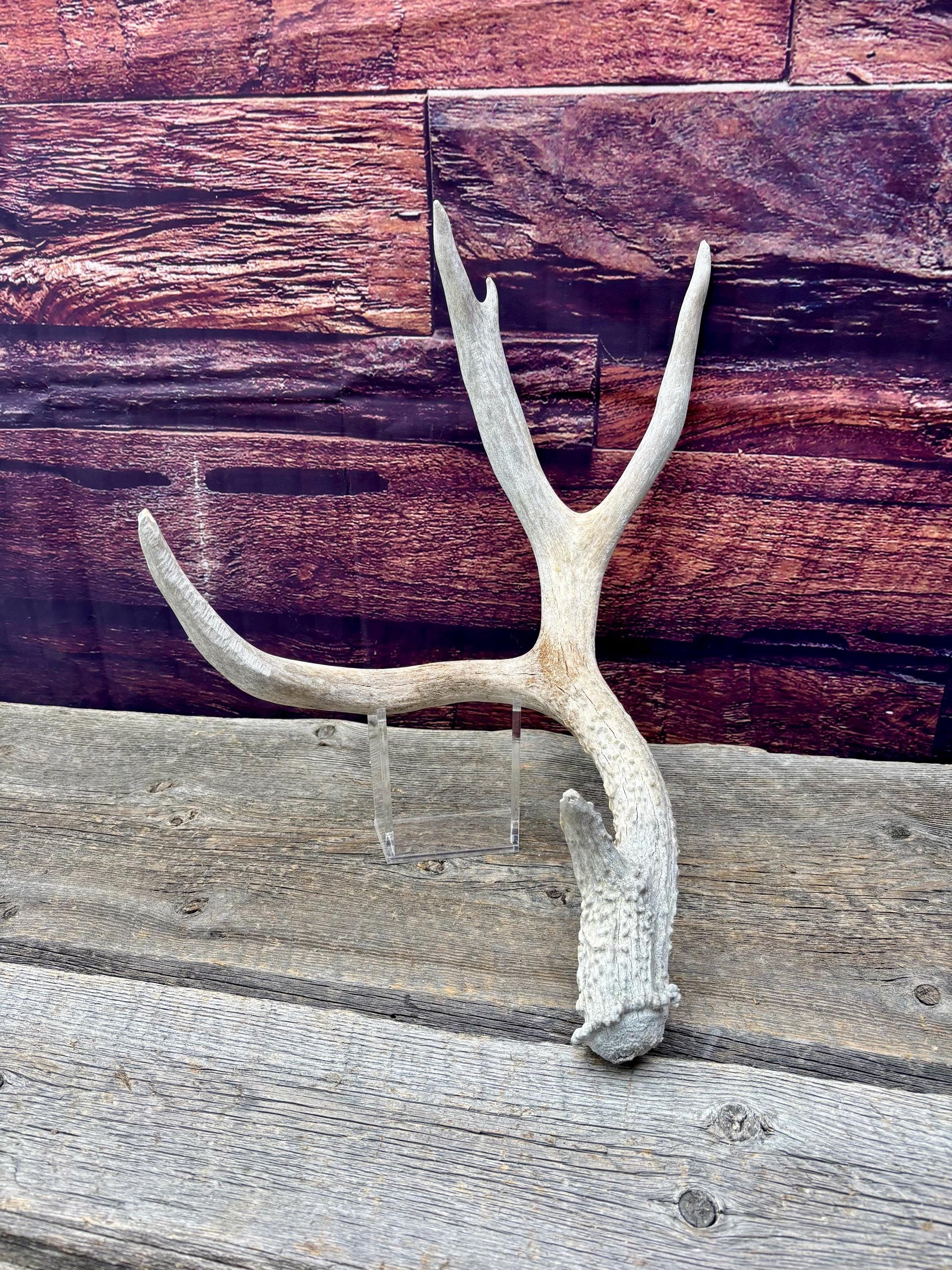 Mule Deer Antler. Rustic Cabin Decor & Crafting