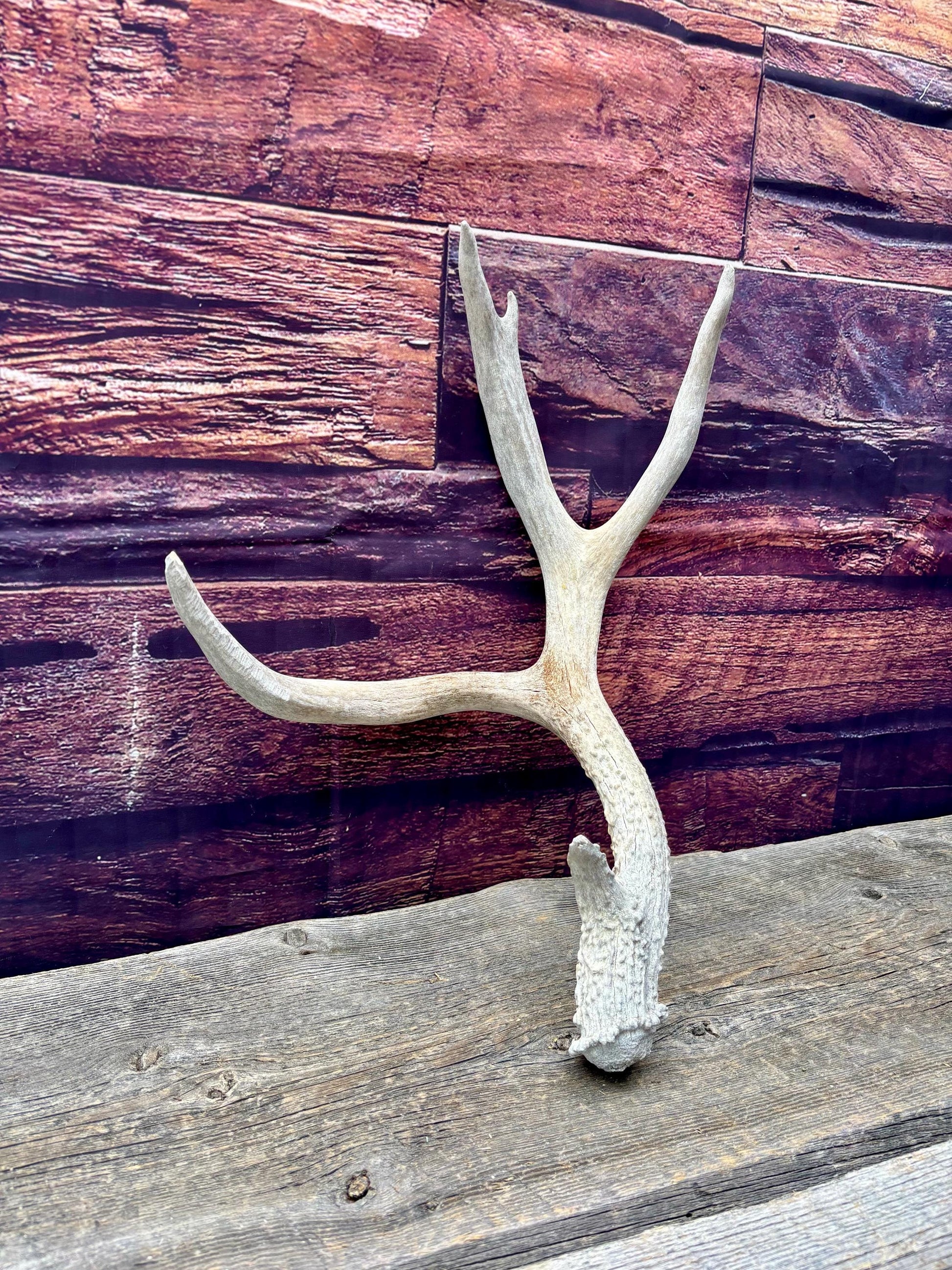Mule Deer Antler. Rustic Cabin Decor & Crafting