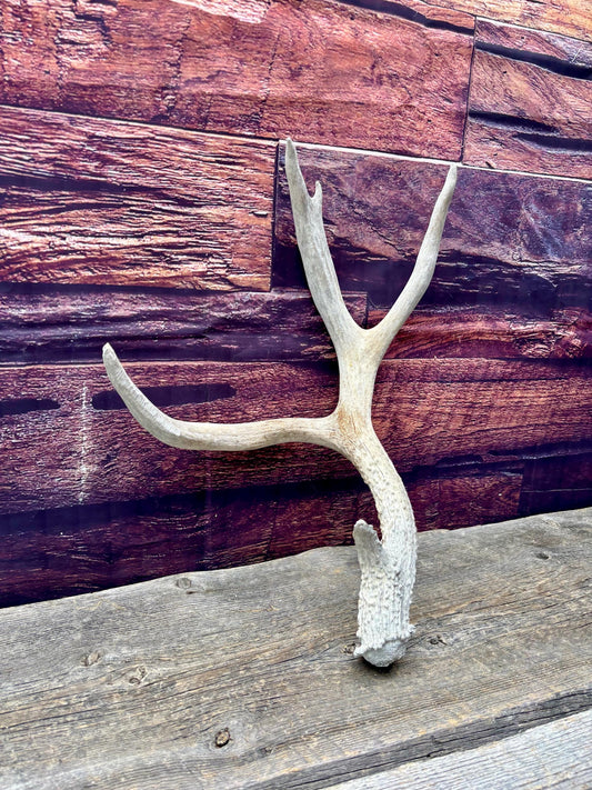Mule Deer Antler. Rustic Cabin Decor & Crafting