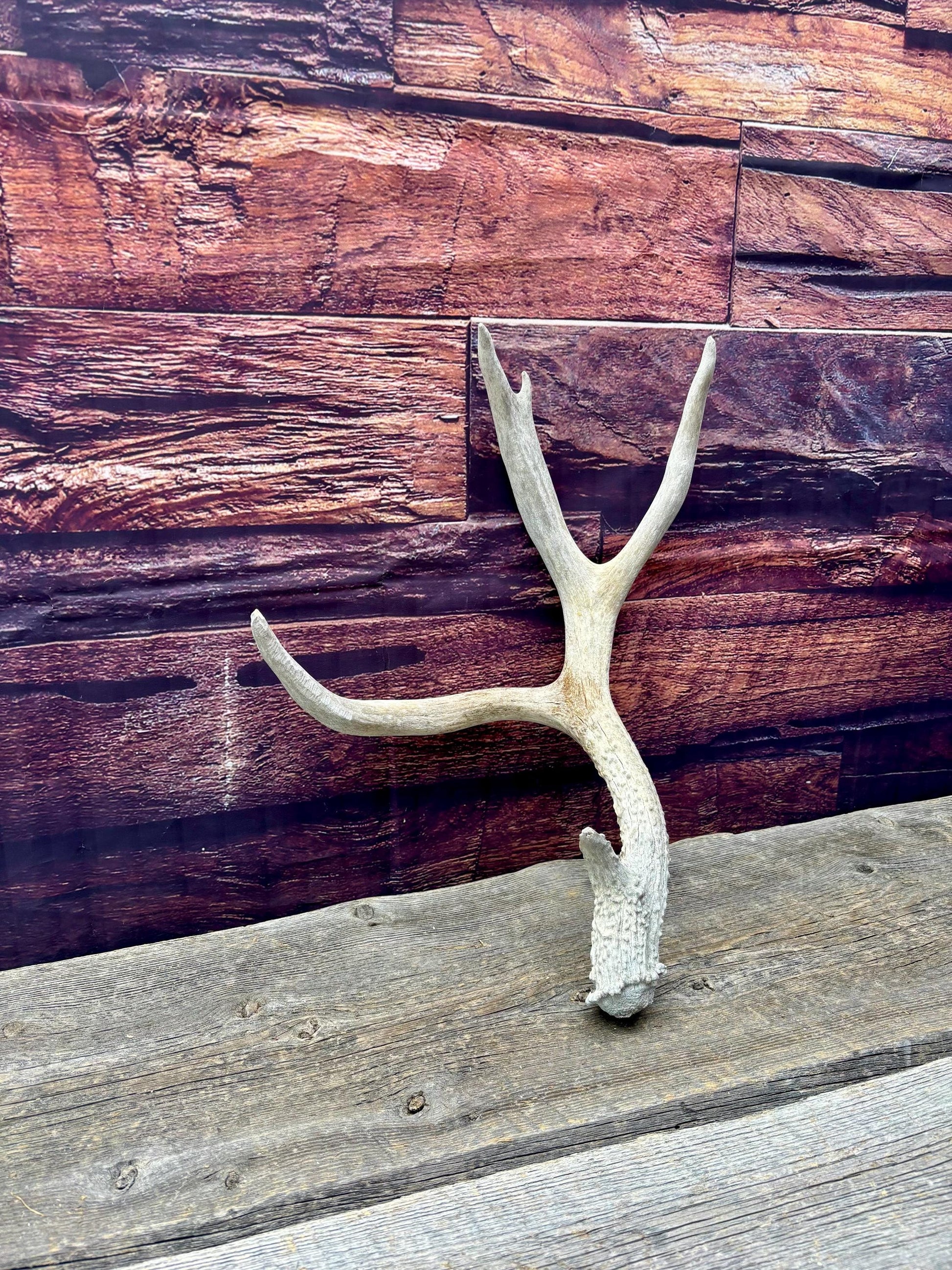 Mule Deer Antler. Rustic Cabin Decor & Crafting