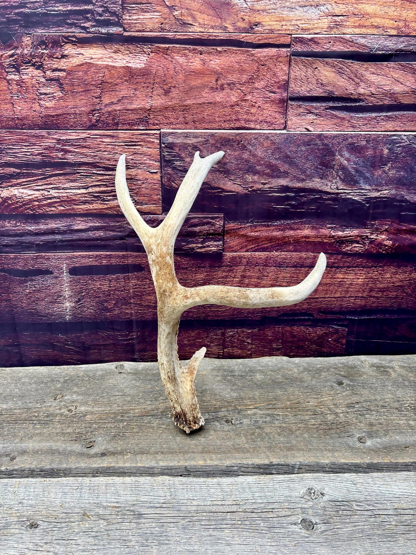 Mule Deer Antler. Rustic Cabin Decor & Crafting