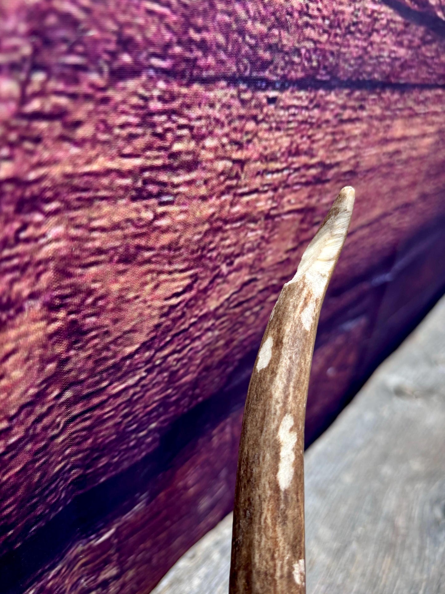 Fresh Mule Deer Antler. Very Dark Rocky Mountain Mule Deer Shed. Decor, Crafting, Table centrepiece, and More.