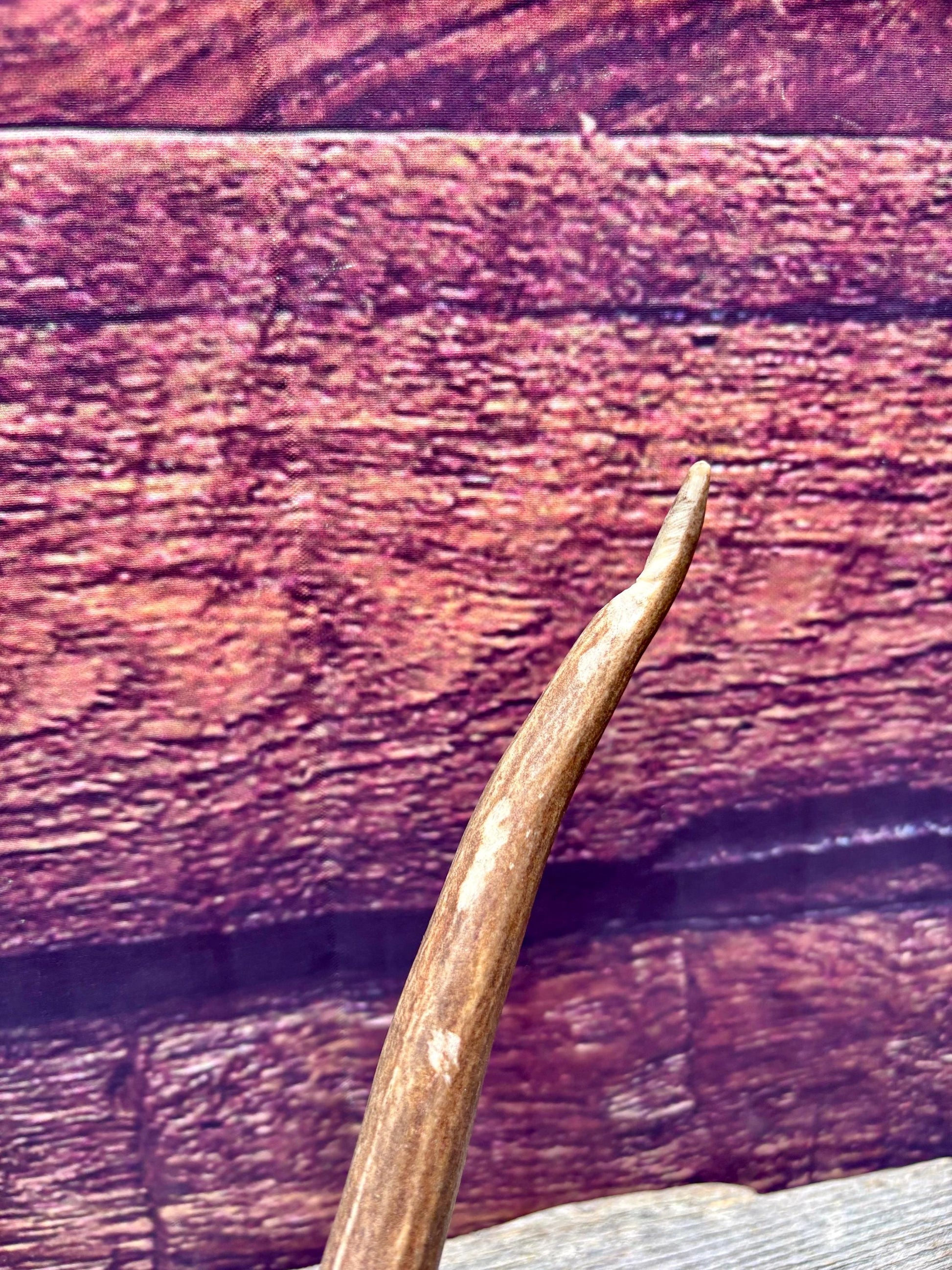 Fresh Mule Deer Antler. Very Dark Rocky Mountain Mule Deer Shed. Decor, Crafting, Table centrepiece, and More.