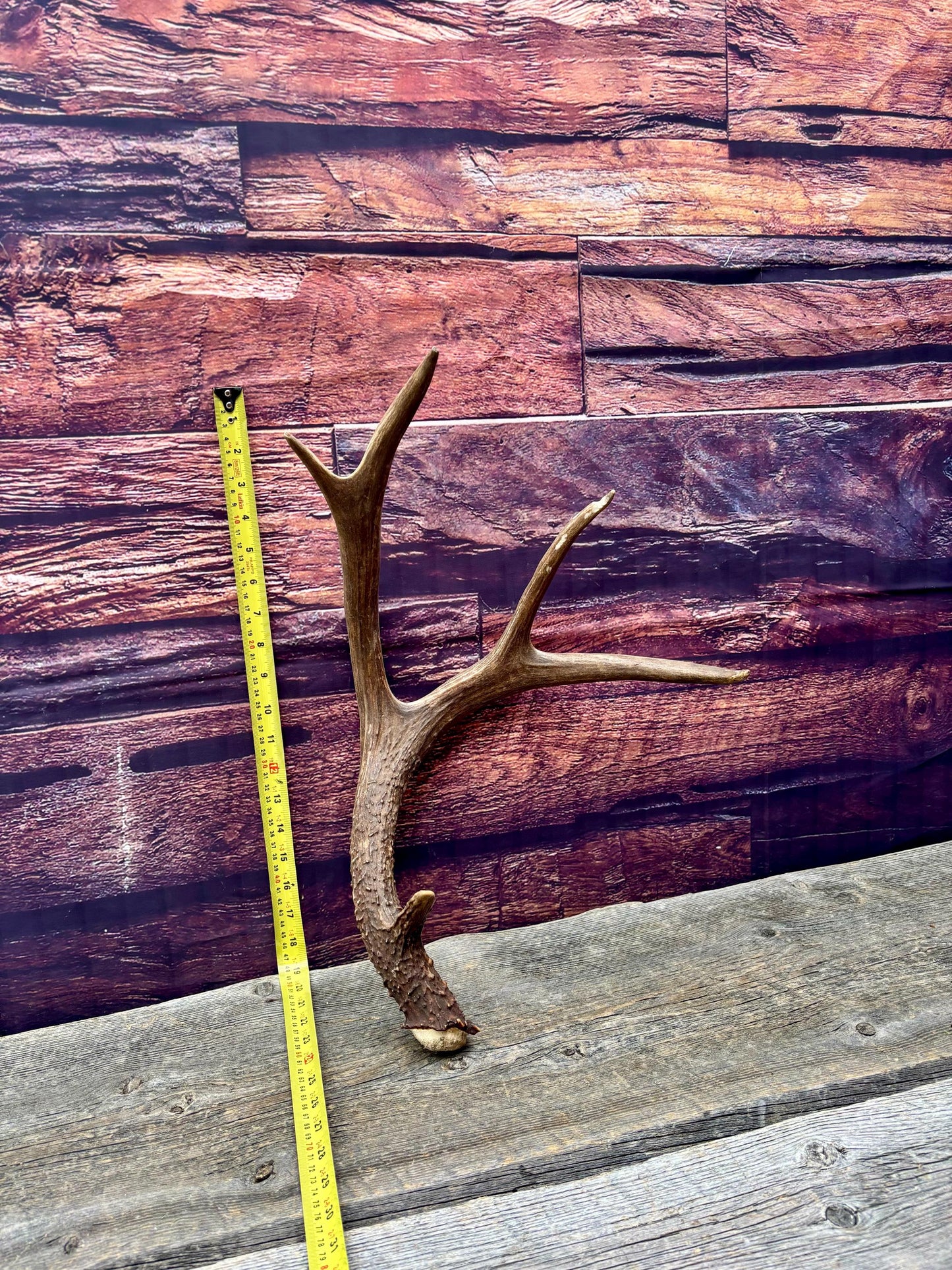 Fresh Mule Deer Antler. Very Dark Rocky Mountain Mule Deer Shed. Decor, Crafting, Table centrepiece, and More.