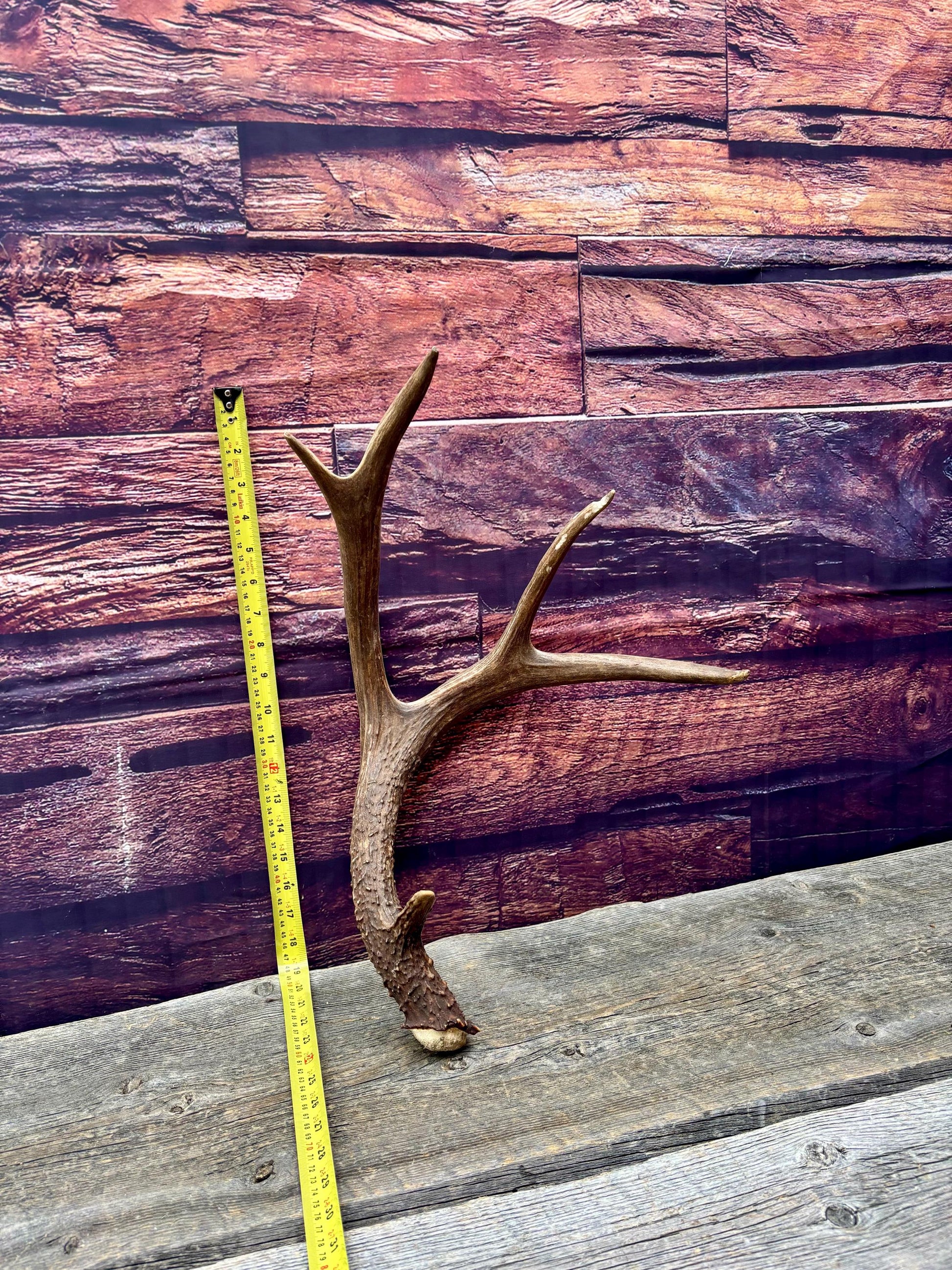 Fresh Mule Deer Antler. Very Dark Rocky Mountain Mule Deer Shed. Decor, Crafting, Table centrepiece, and More.