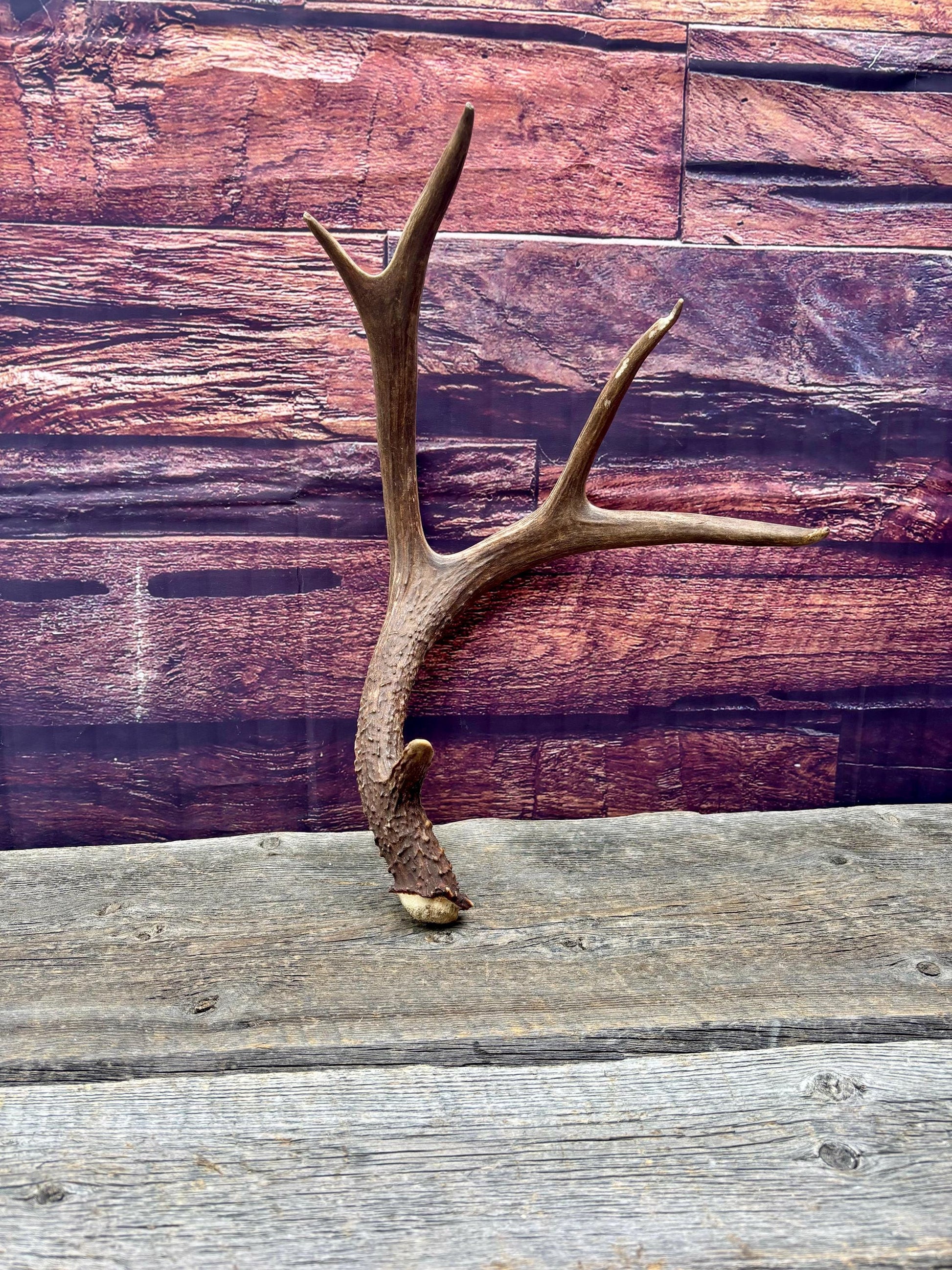 Fresh Mule Deer Antler. Very Dark Rocky Mountain Mule Deer Shed. Decor, Crafting, Table centrepiece, and More.