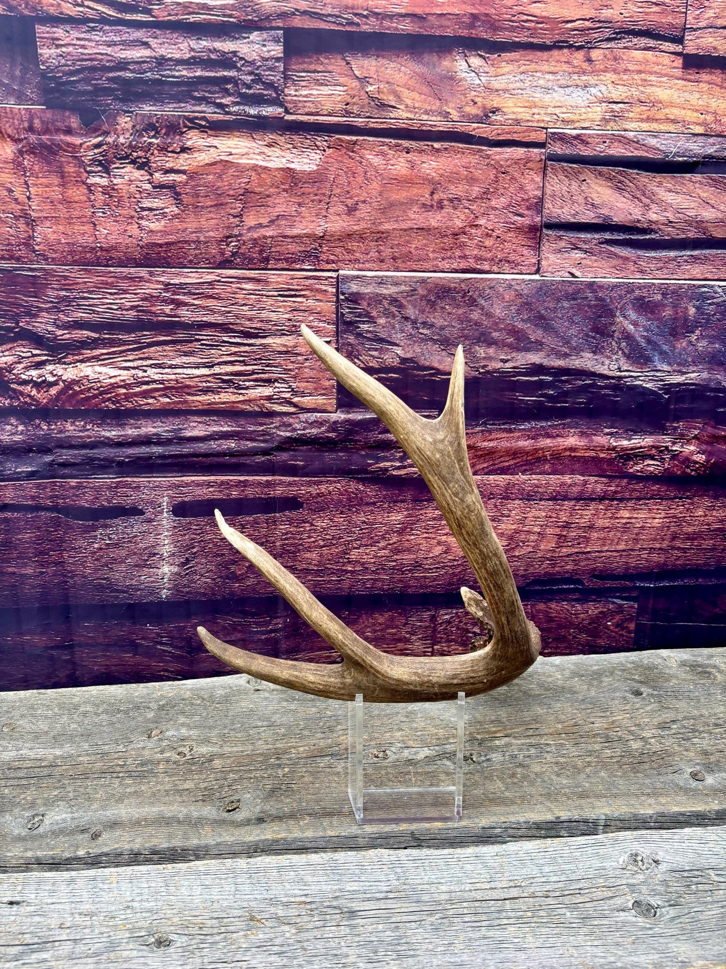 Fresh Mule Deer Antler. Very Dark Rocky Mountain Mule Deer Shed. Decor, Crafting, Table centrepiece, and More.