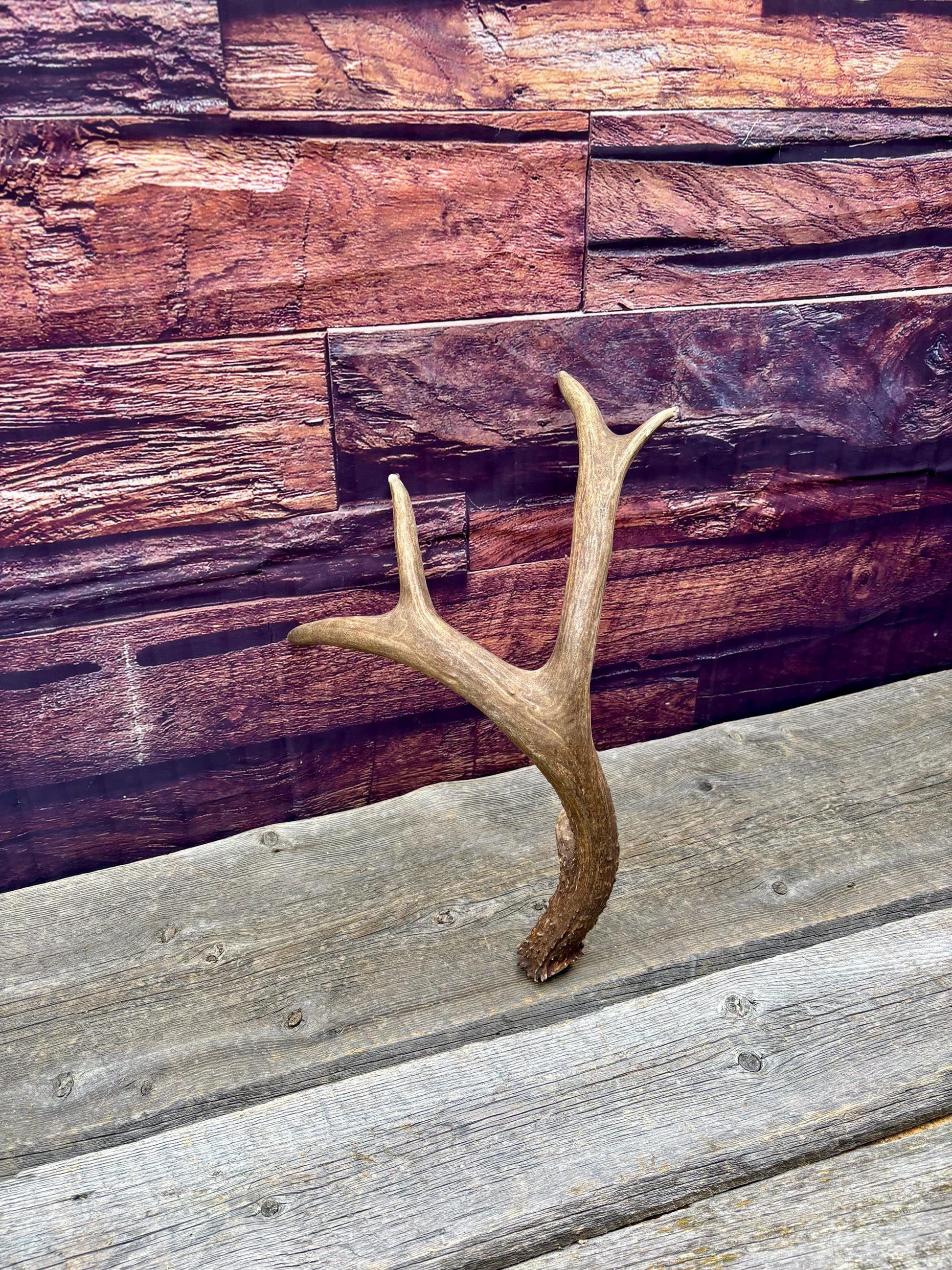 Fresh Mule Deer Antler. Very Dark Rocky Mountain Mule Deer Shed. Decor, Crafting, Table centrepiece, and More.