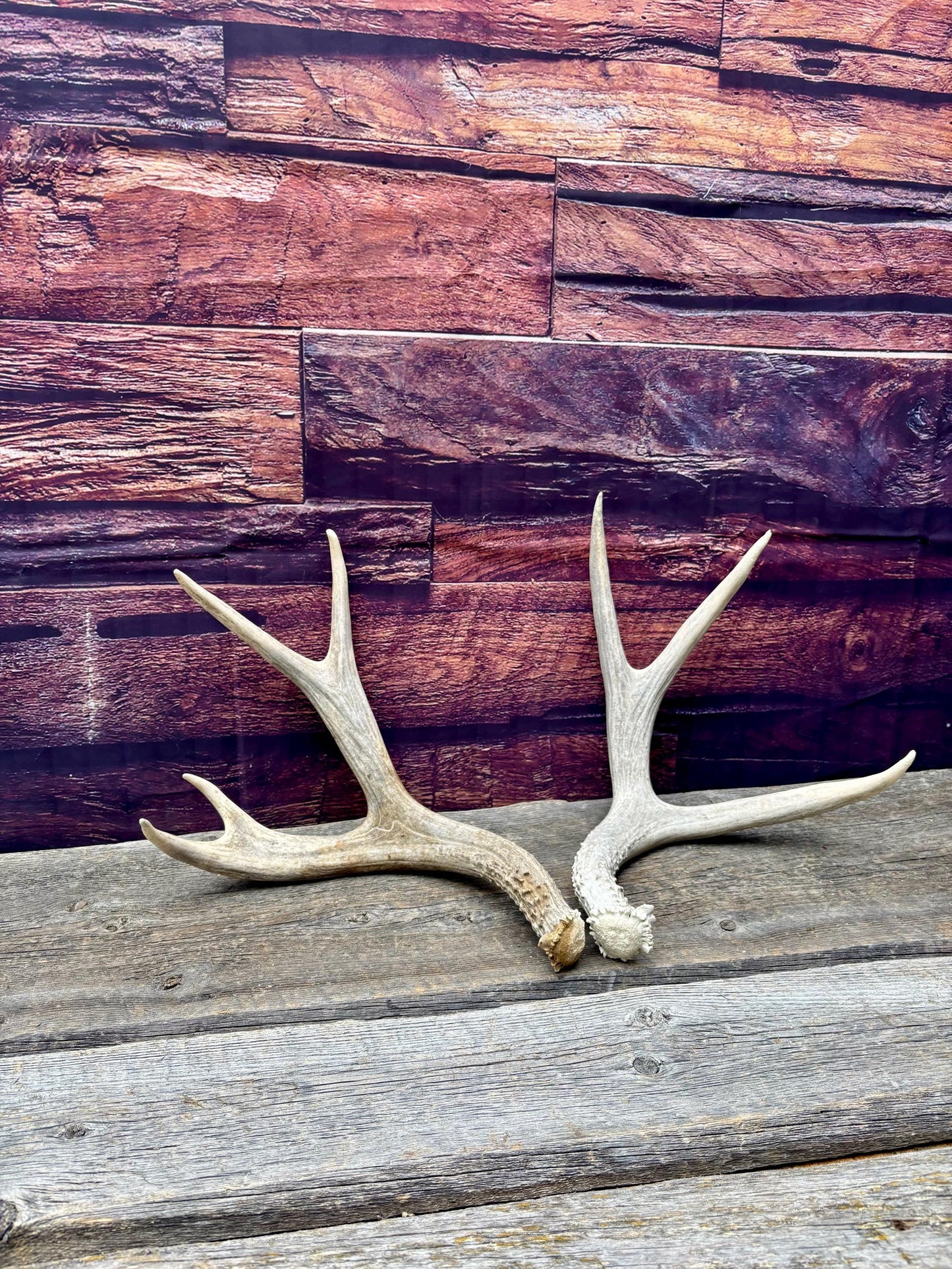 Mule deer Antler Set. Medium in size. Naturally shed. Decor. Crafting