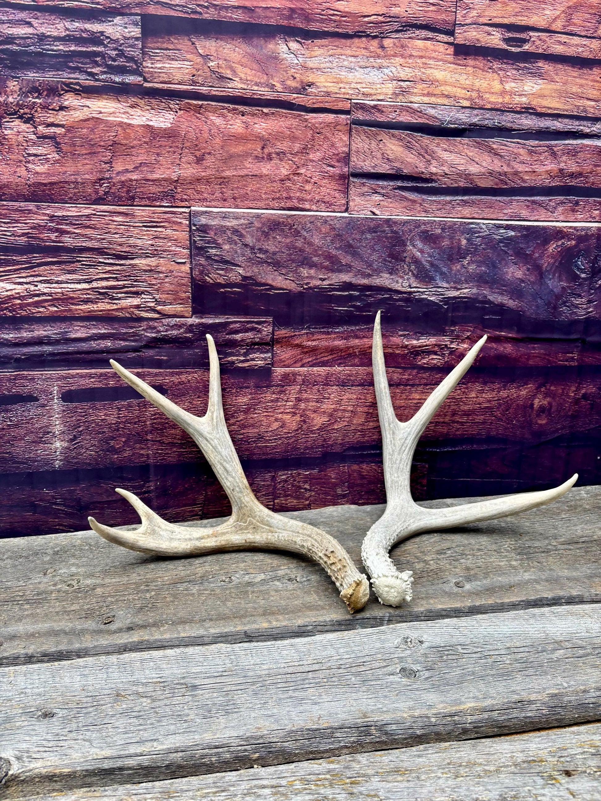 Mule deer Antler Set. Medium in size. Naturally shed. Decor. Crafting