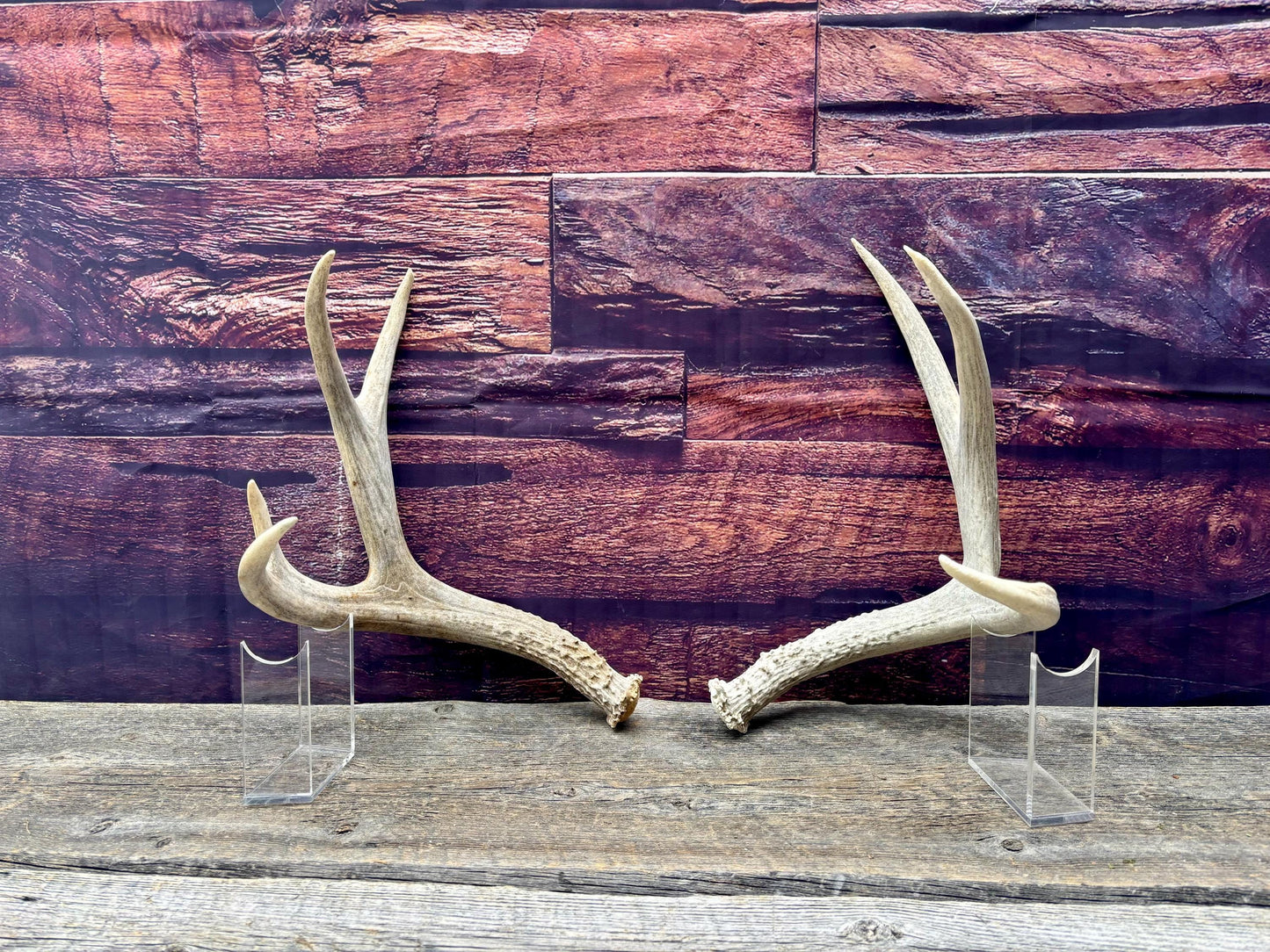 Mule deer Antler Set. Medium in size. Naturally shed. Decor. Crafting