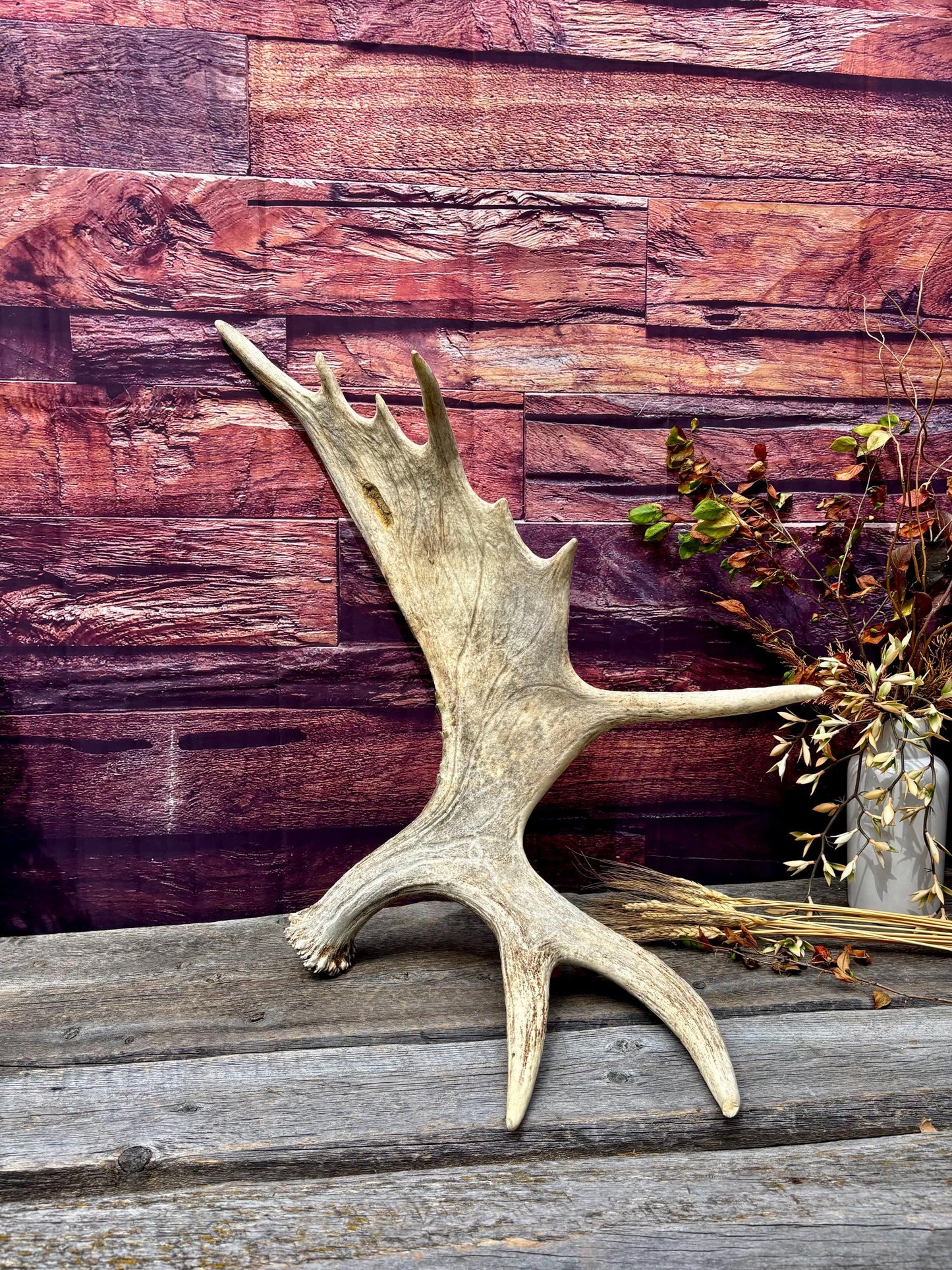 Heavily Damaged Moose Shed Antler. Very large. For Carving, Pet Treats, Crafting and Decor