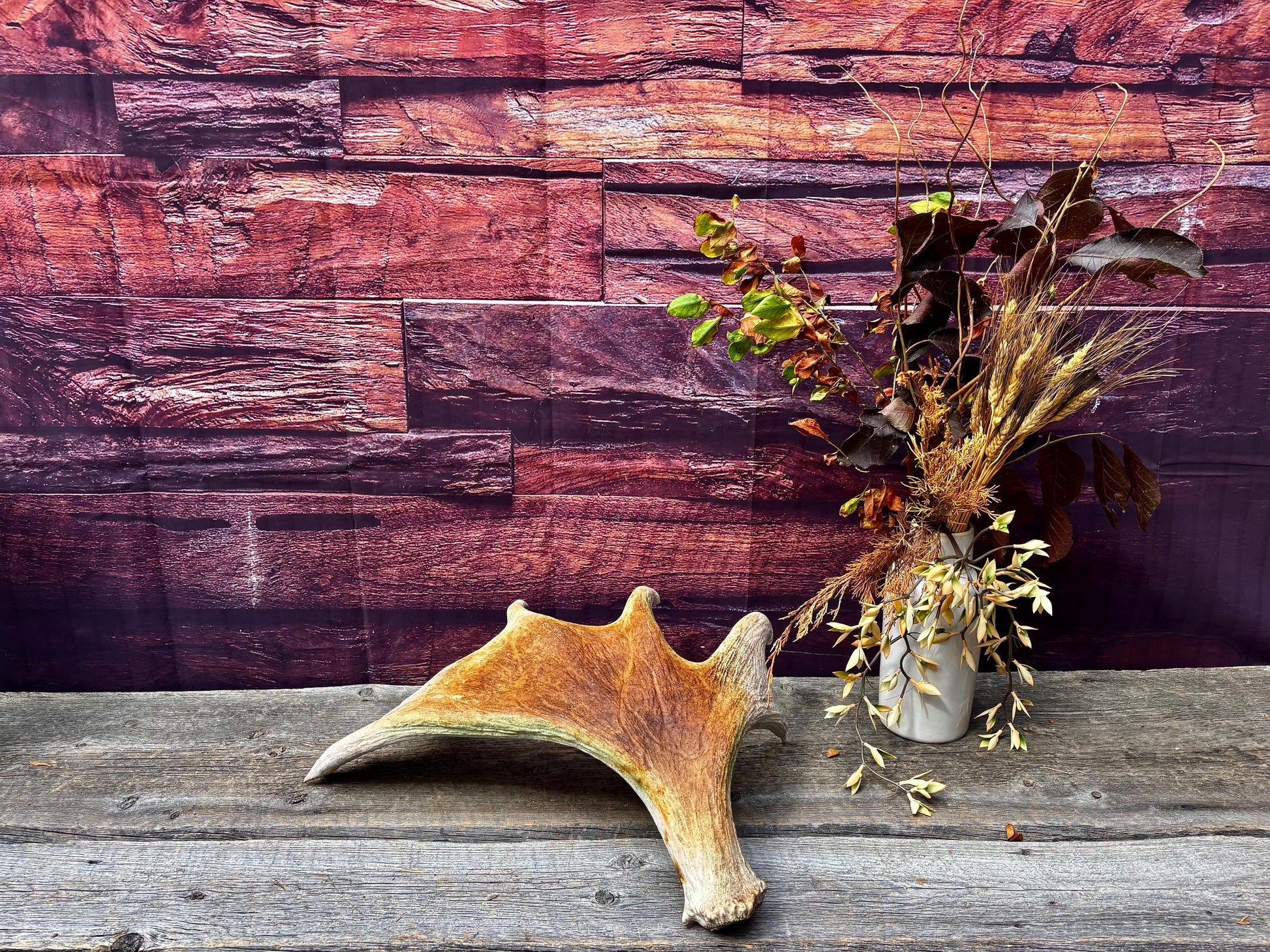 Moose Antler. Classic Shaped Paddle for Carving, Pet Treats, Crafting and Decor from a Wild Canada Moose