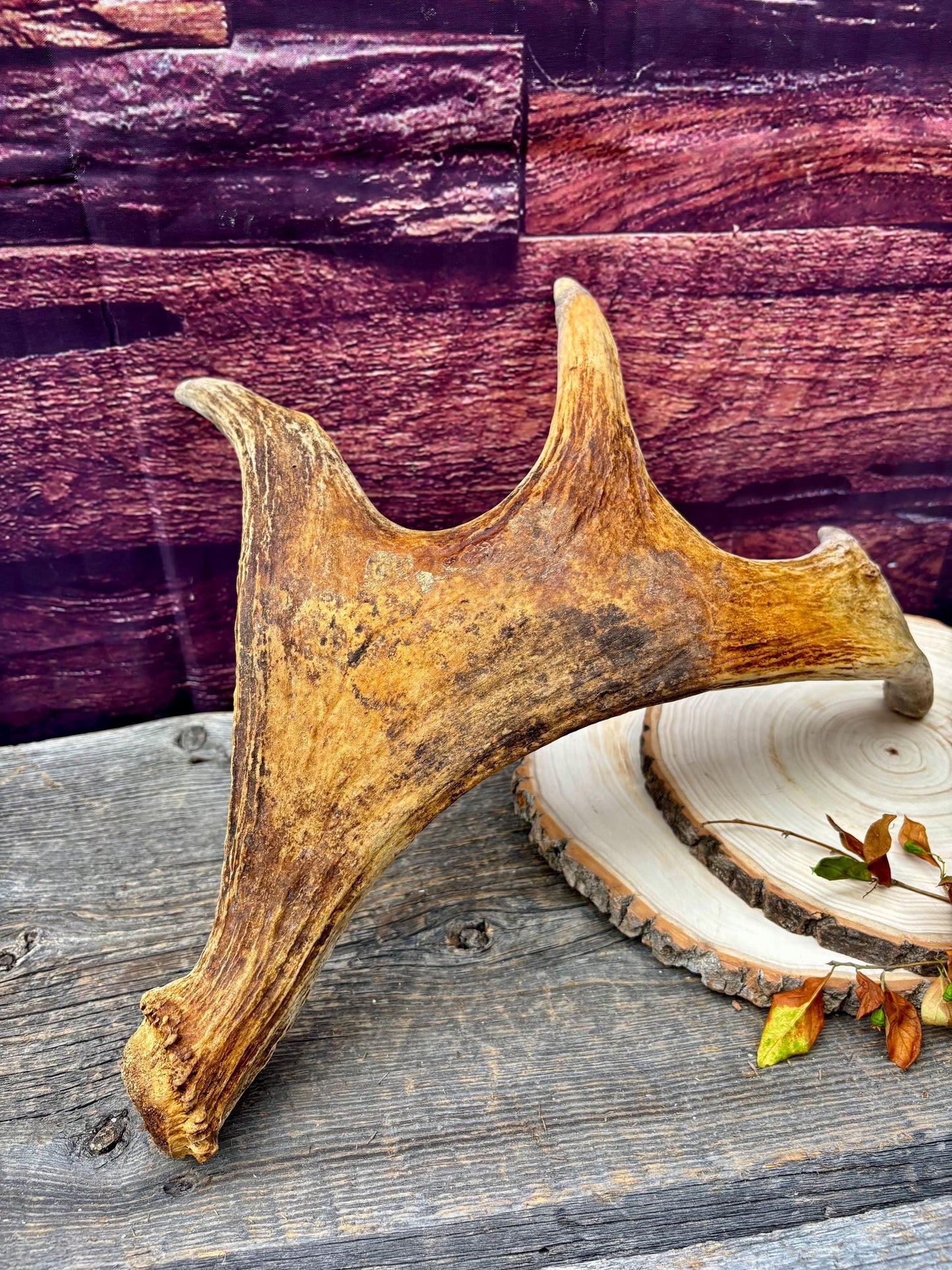 Moose Antler. Small Paddle for Carving, Pet Treats, Crafting and Decor from a Wild Canada Moose