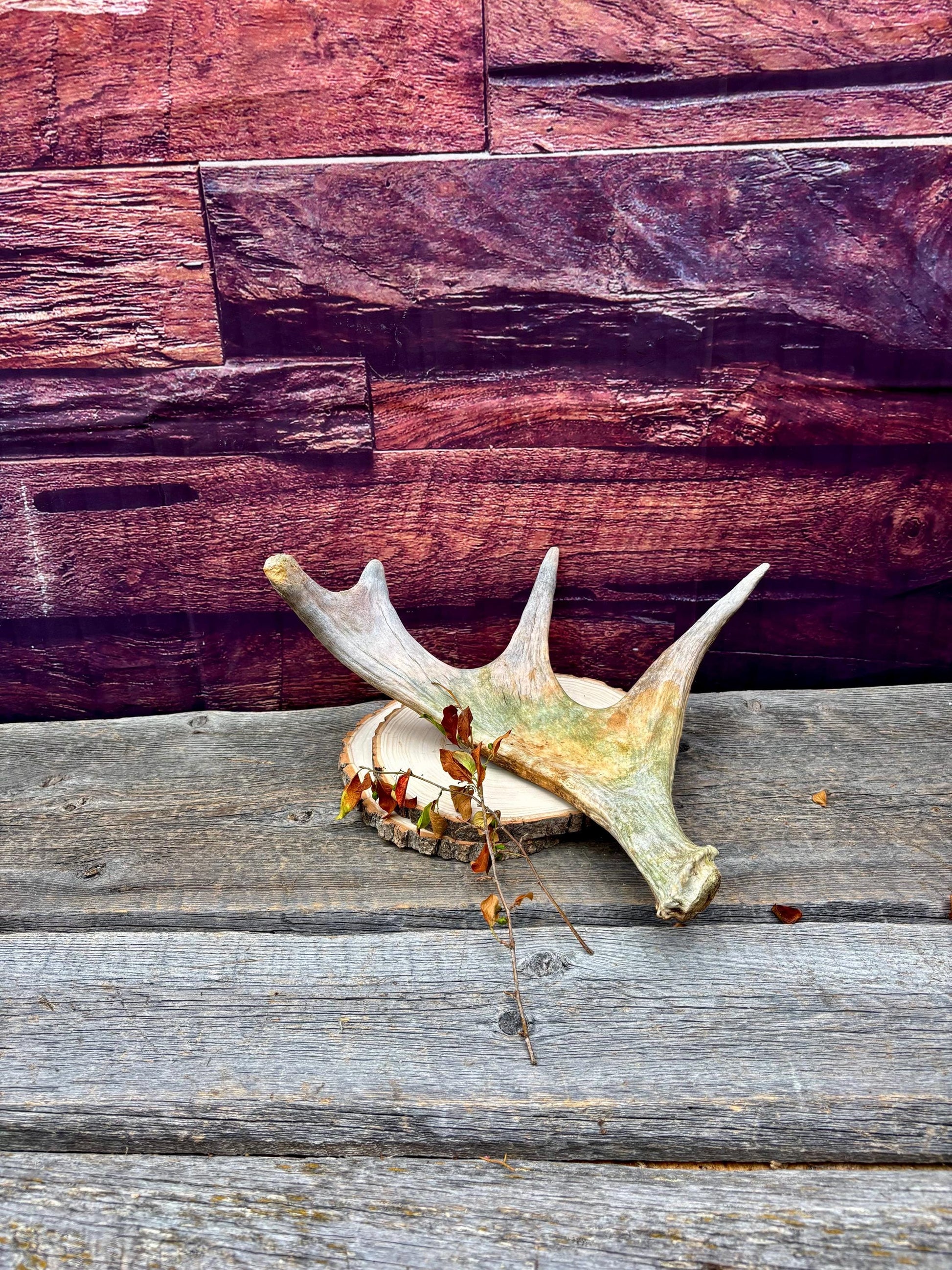 Moose Antler. Small Paddle for Carving, Pet Treats, Crafting and Decor from a Wild Canada Moose