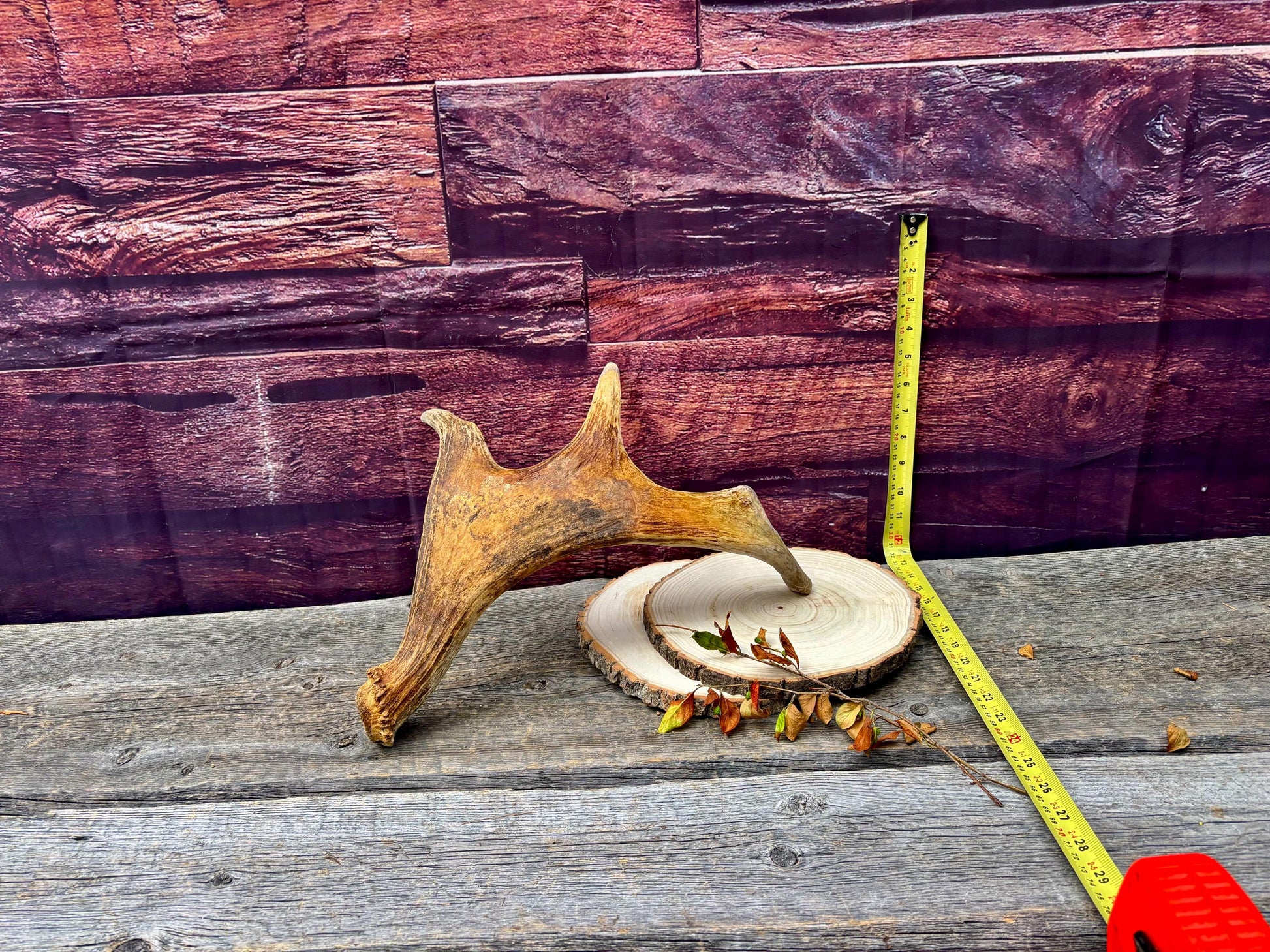 Moose Antler. Small Paddle for Carving, Pet Treats, Crafting and Decor from a Wild Canada Moose