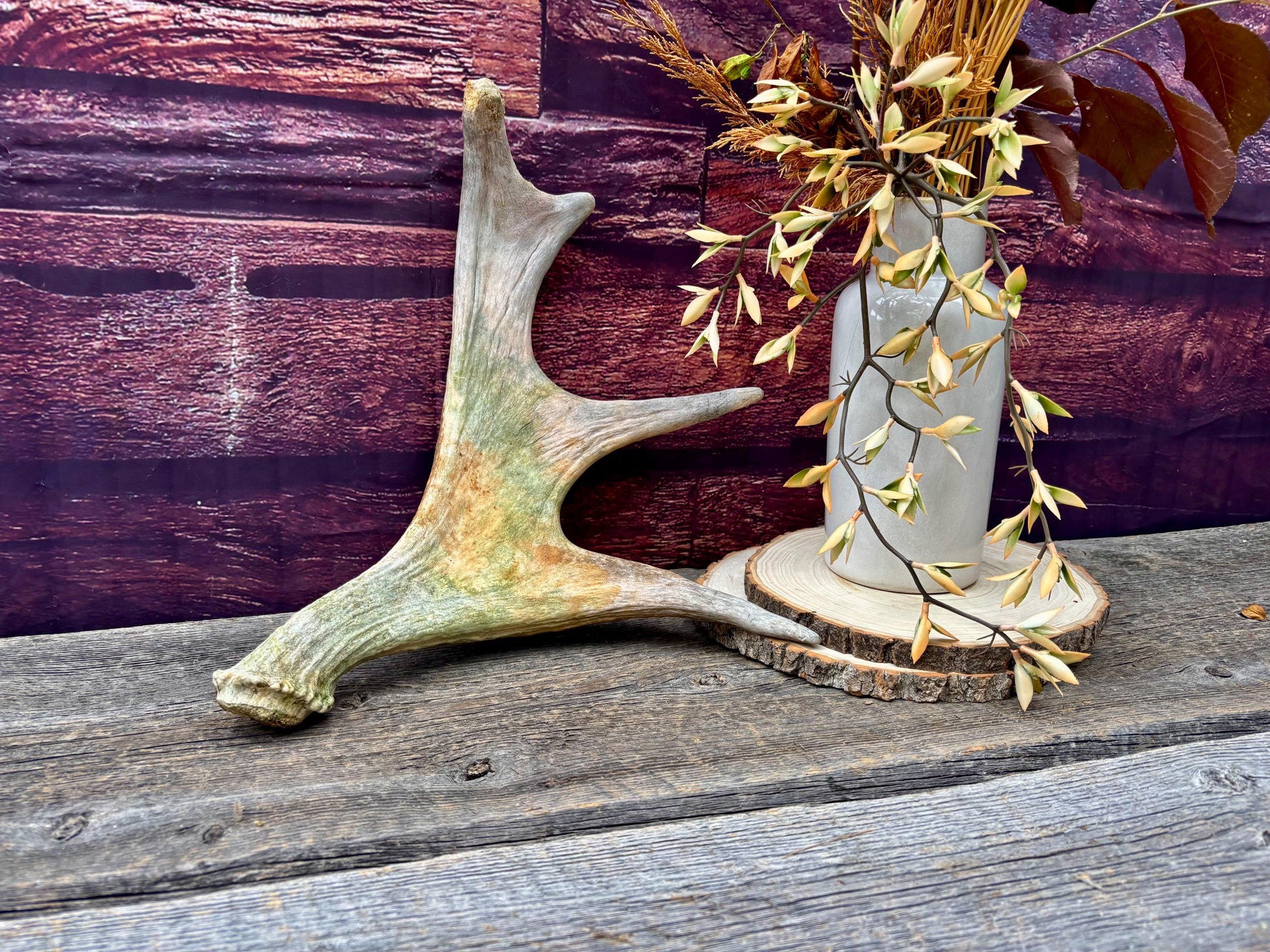 Moose Antler. Small Paddle for Carving, Pet Treats, Crafting and Decor from a Wild Canada Moose