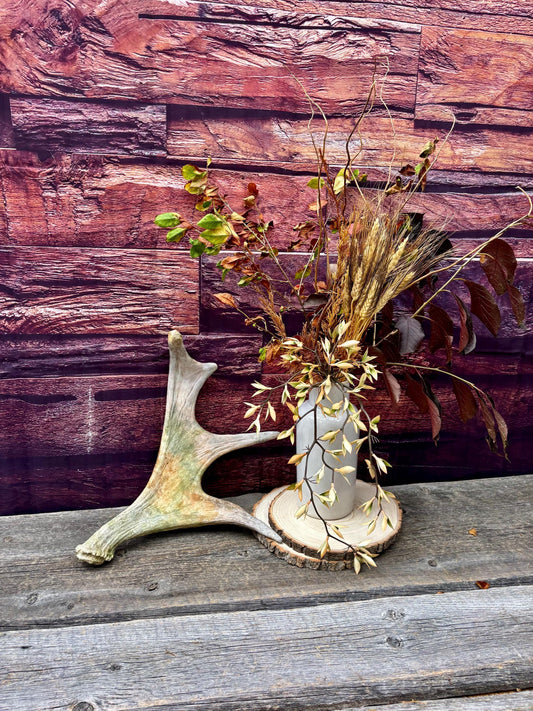 Moose Antler. Small Paddle for Carving, Pet Treats, Crafting and Decor from a Wild Canada Moose