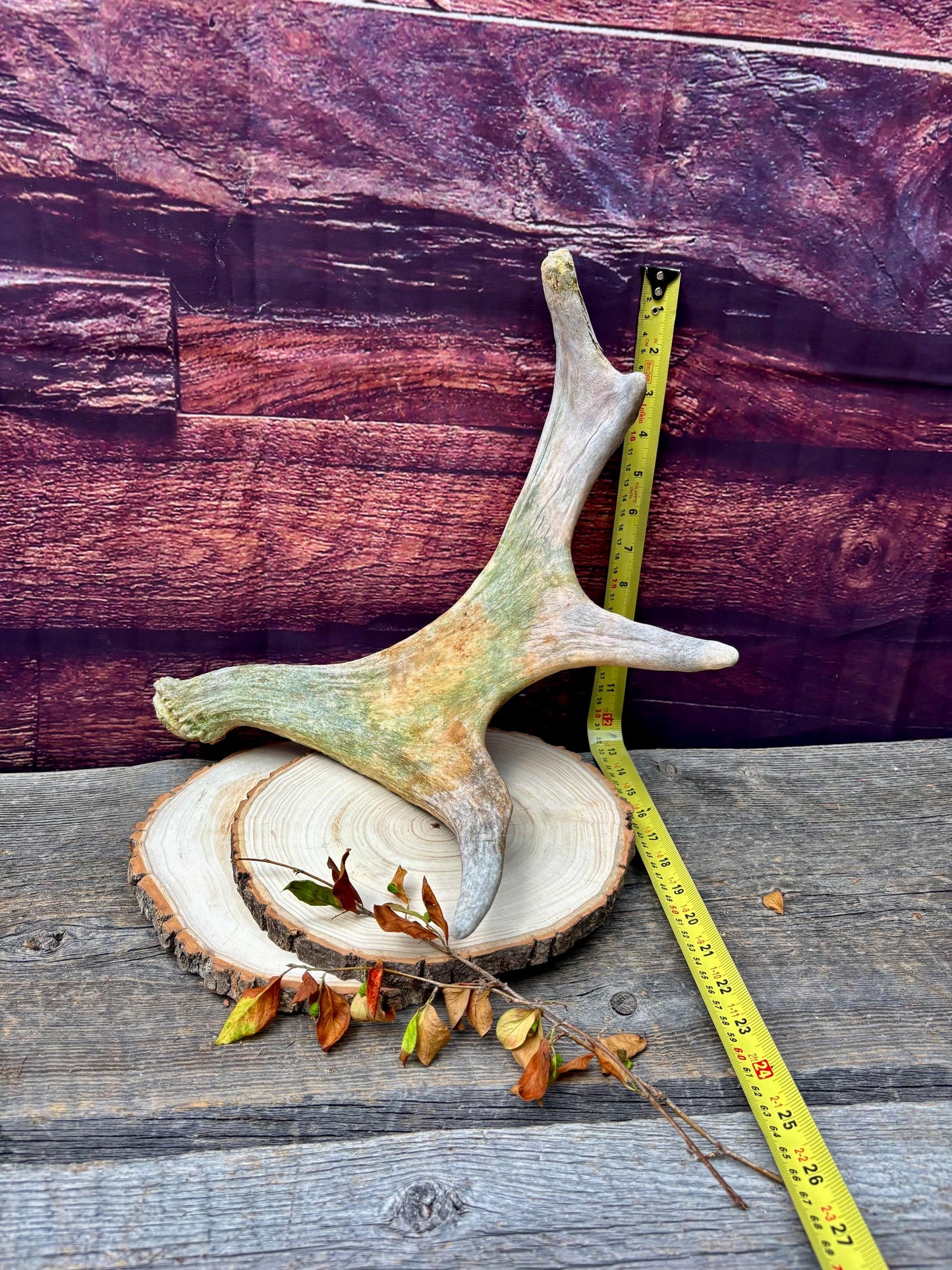 Moose Antler. Small Paddle for Carving, Pet Treats, Crafting and Decor from a Wild Canada Moose