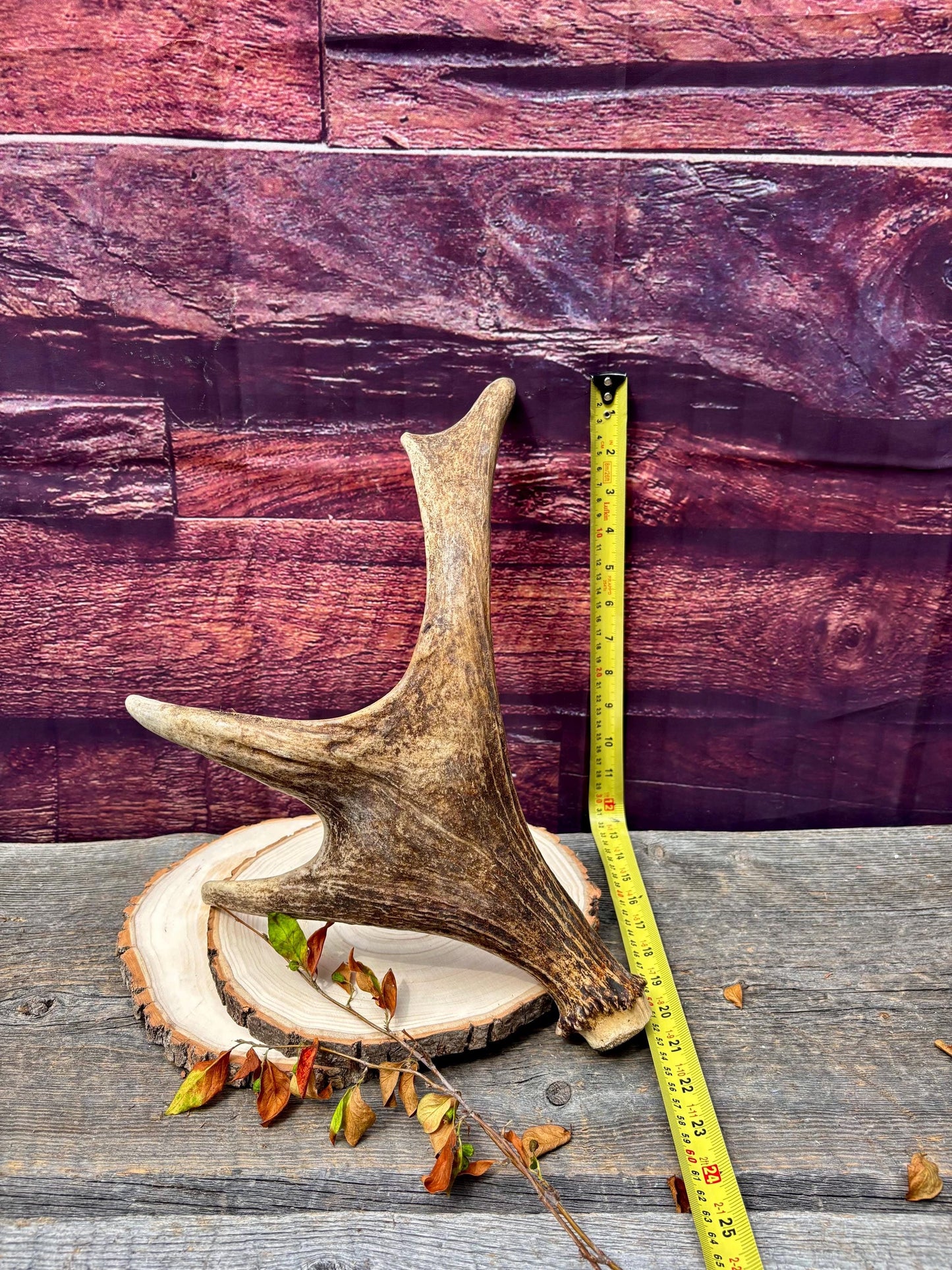 Bull Moose Antler. Fresh. For crafting, decor and more