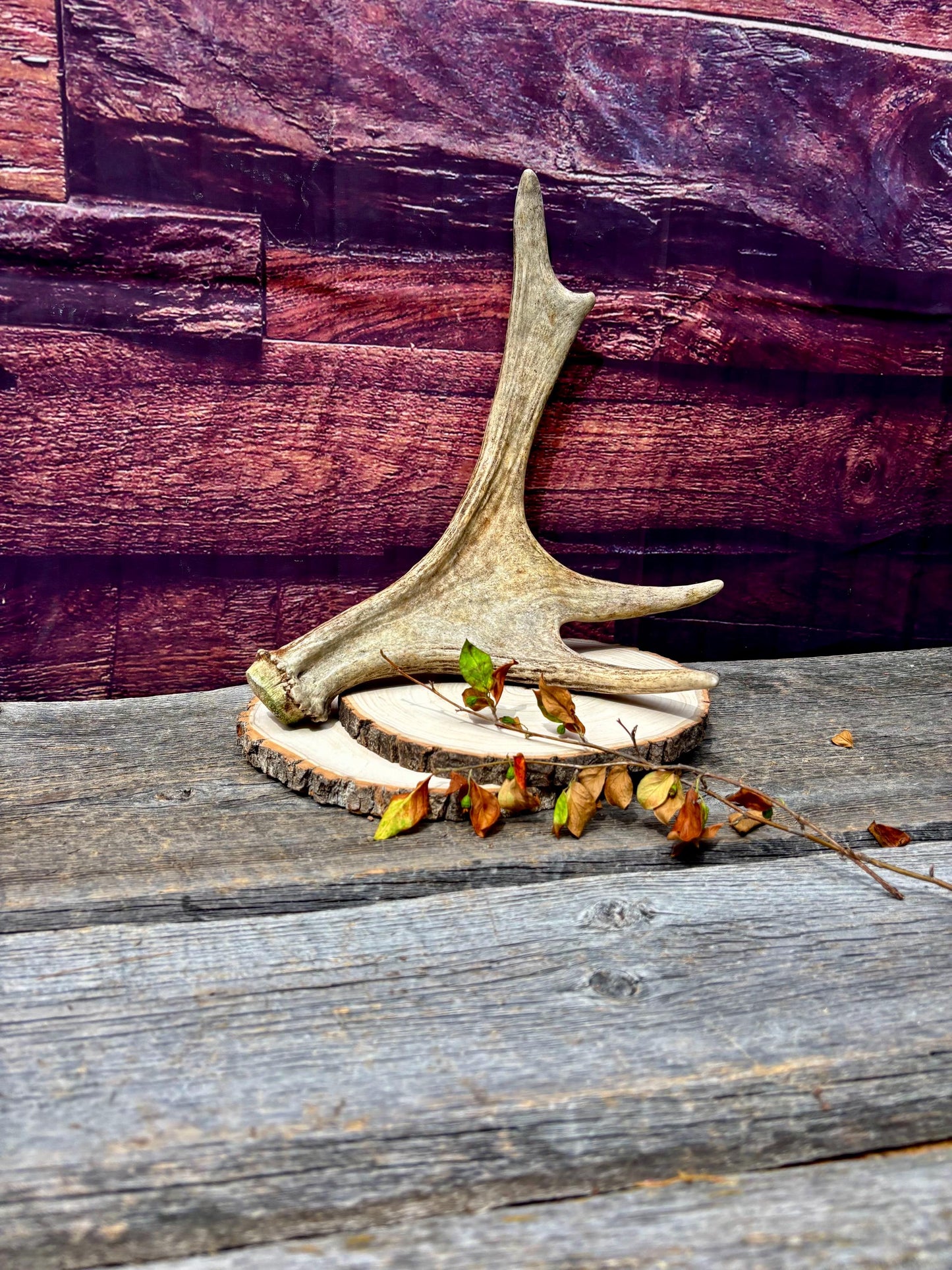 Bull Moose Antler. Fresh. For crafting, decor and more