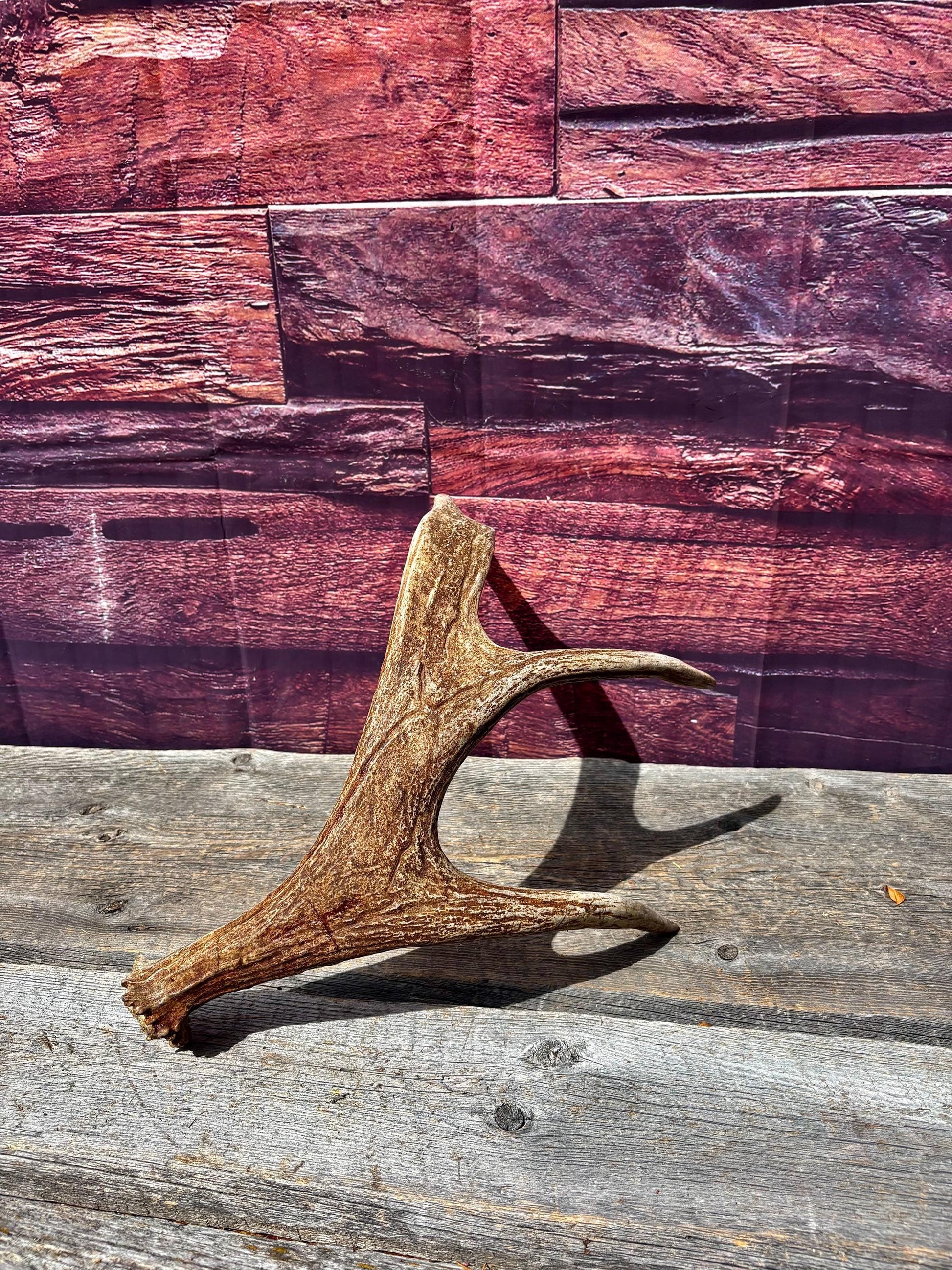 Bull Moose Antler. Fresh. For crafting, decor and more