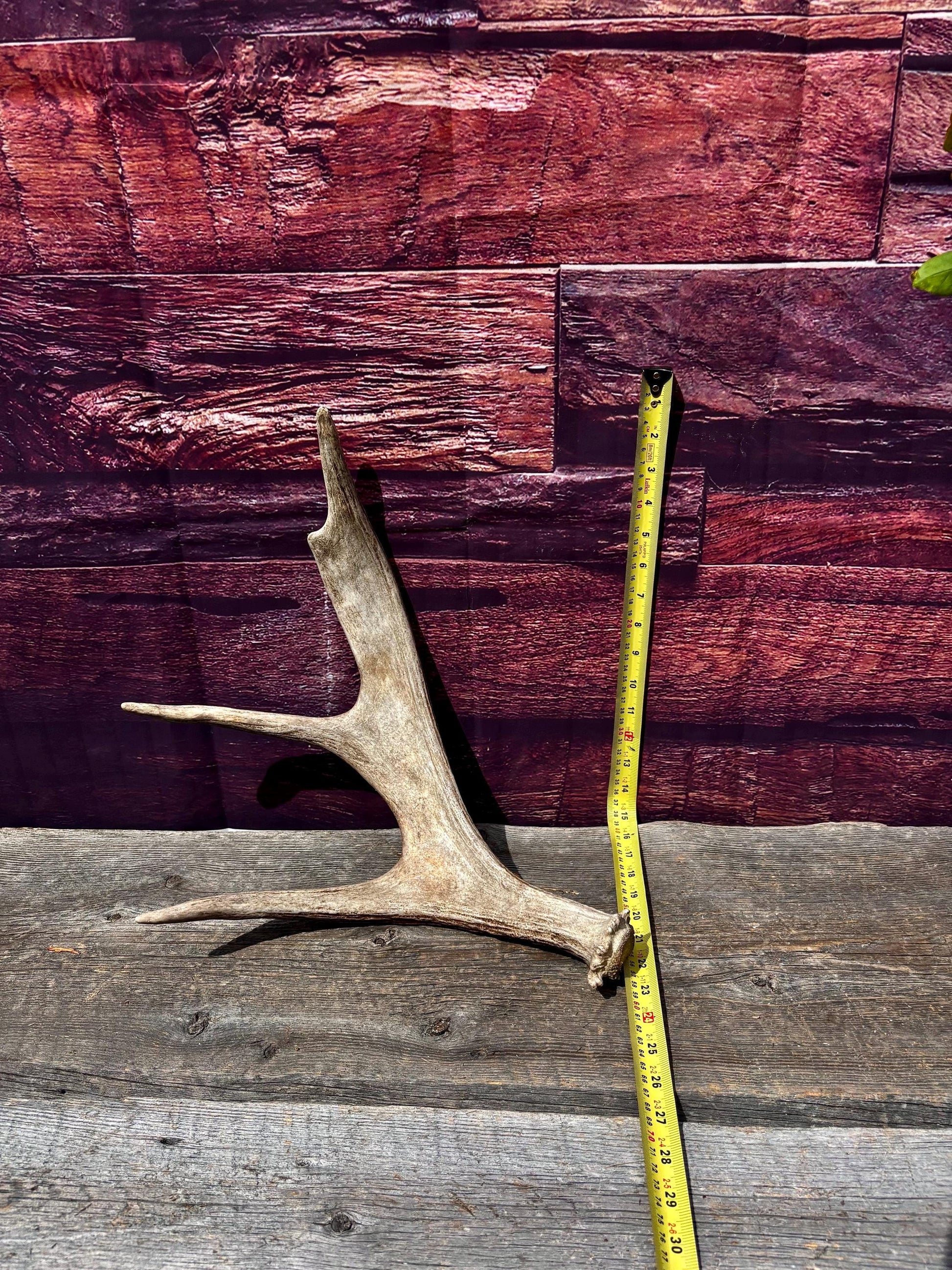 Bull Moose Antler. Fresh. For crafting, decor and more