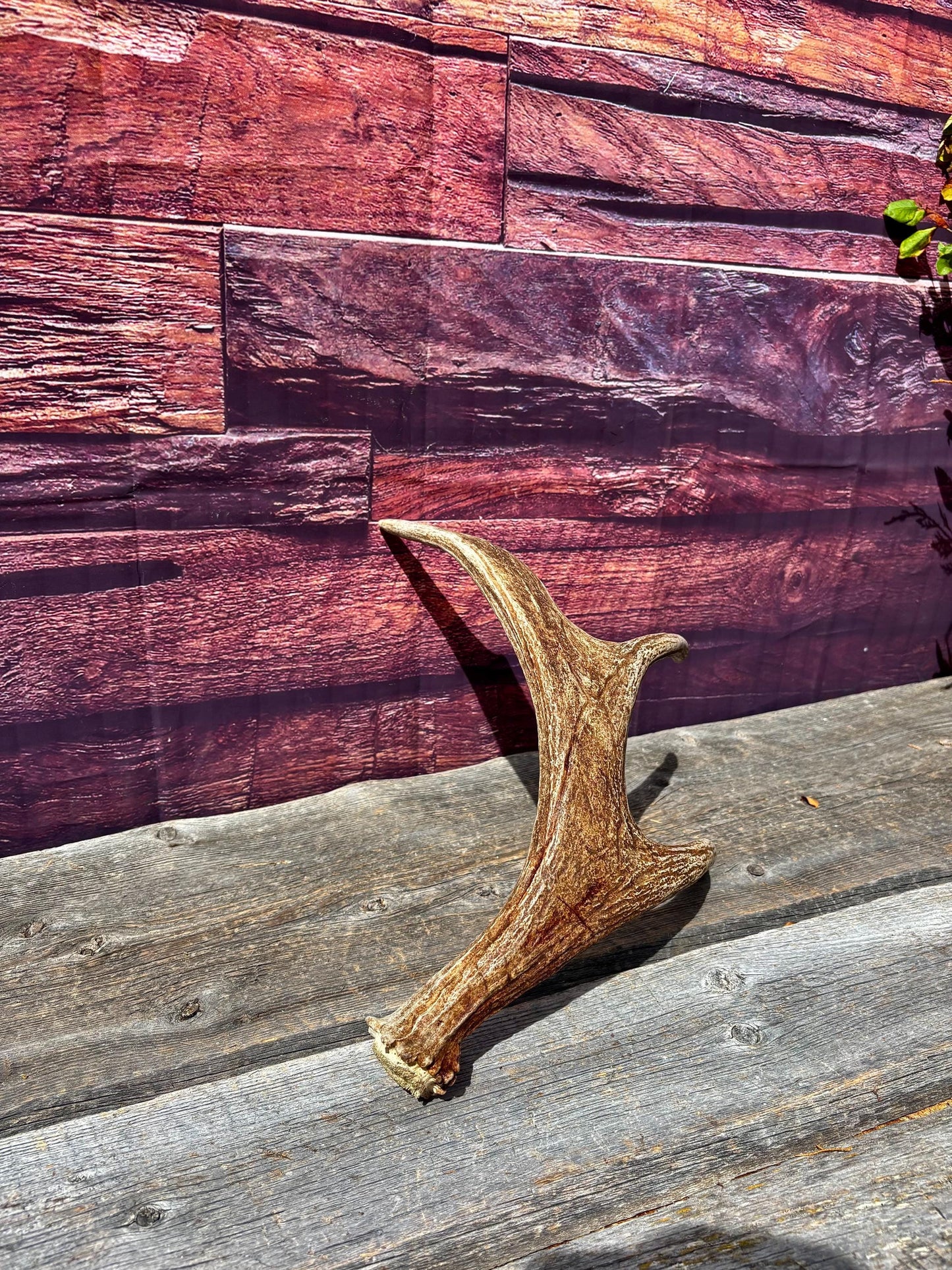 Bull Moose Antler. Fresh. For crafting, decor and more