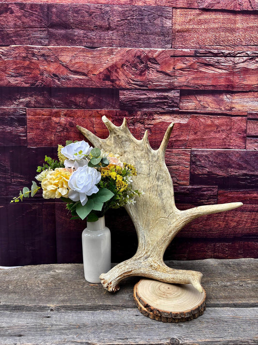 Large Moose Shed Antler. For Carving, Pet Treats, Crafting and Decor. Wild Canada Moose Antler