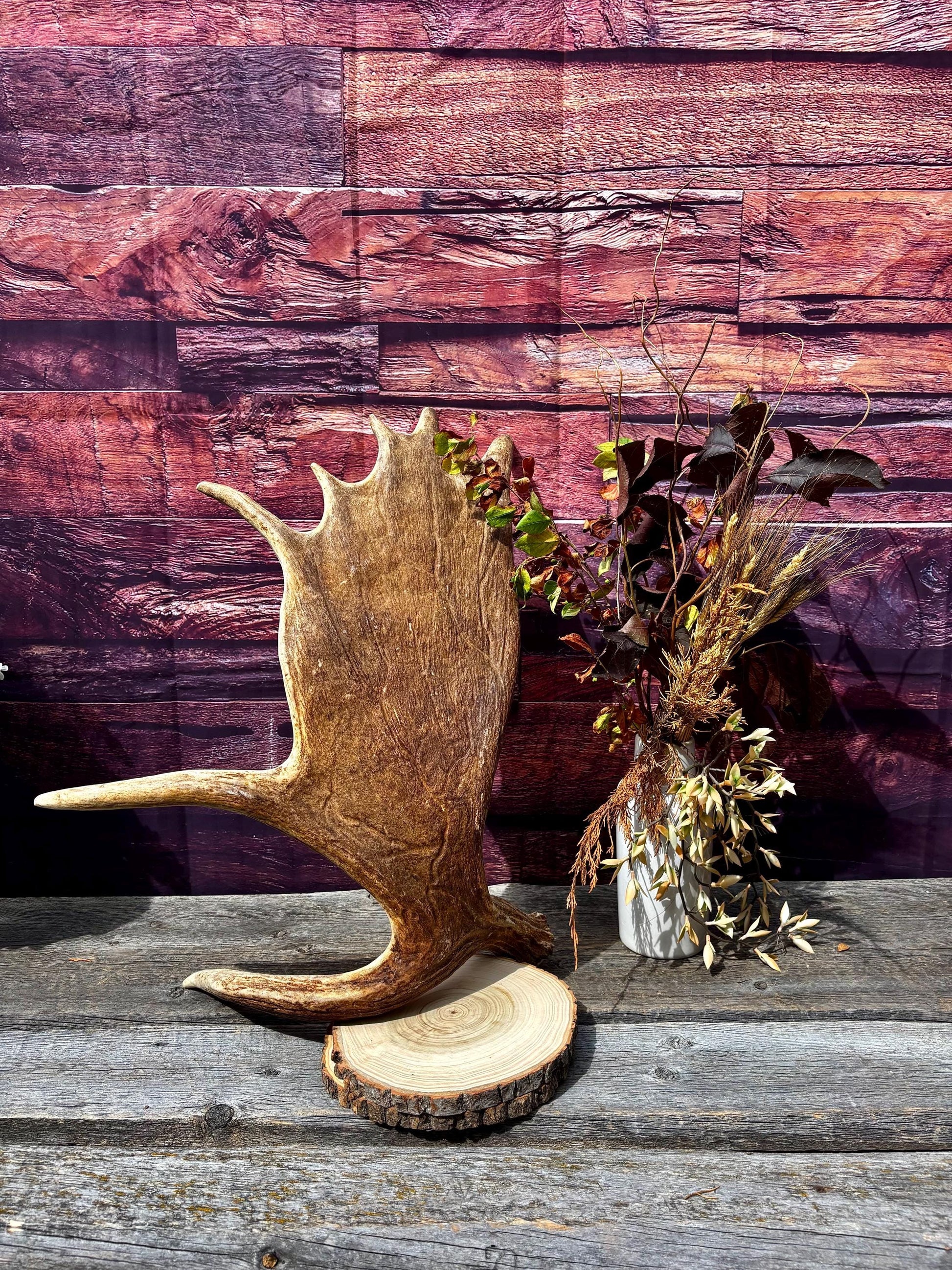Large Moose Shed Antler. For Carving, Pet Treats, Crafting and Decor. Wild Canada Moose Antler