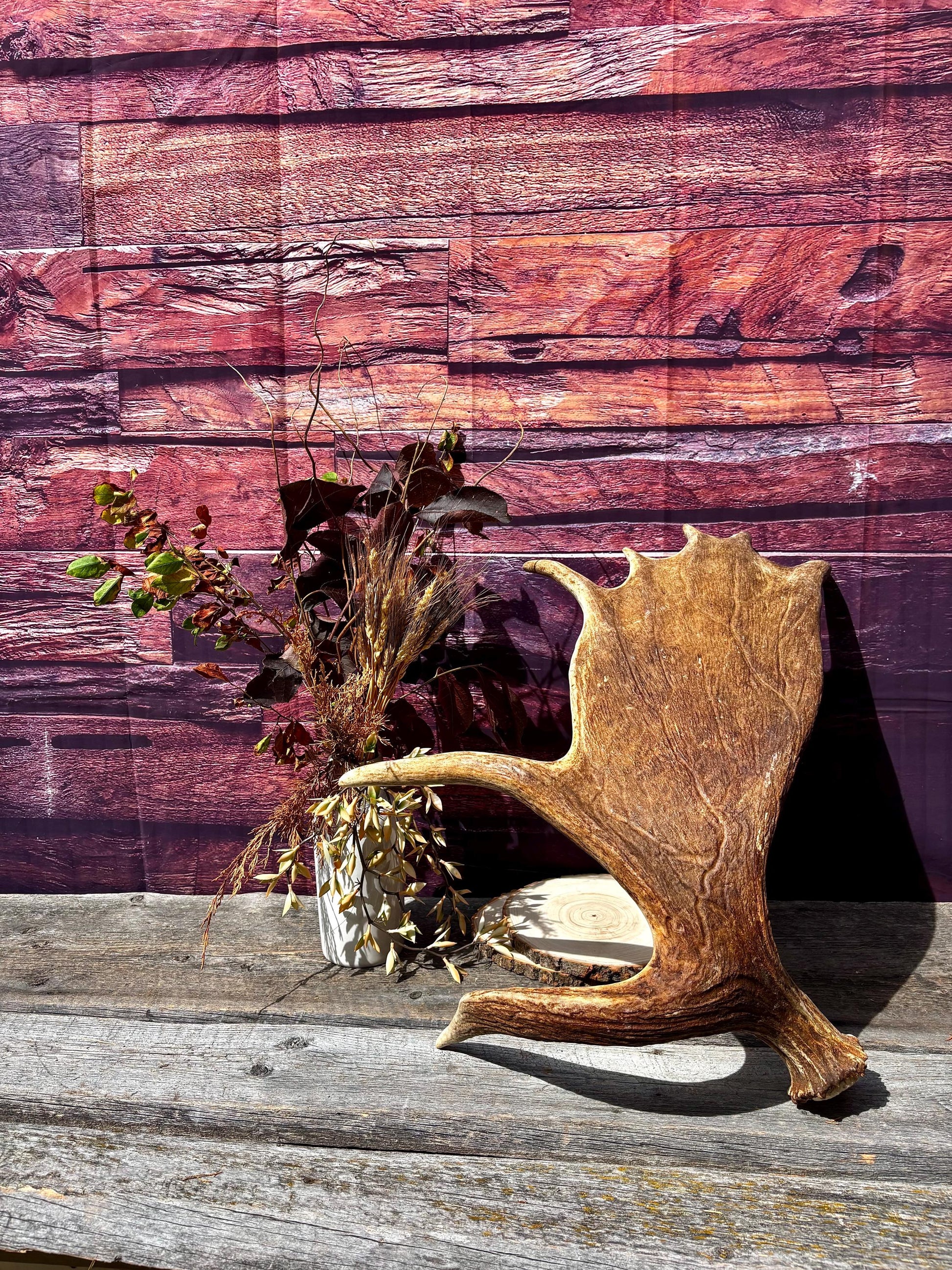 Large Moose Shed Antler. For Carving, Pet Treats, Crafting and Decor. Wild Canada Moose Antler