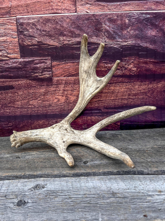Bull Moose Antler for Crafting, Decor, and more. Fresh and Naturally Shed.
