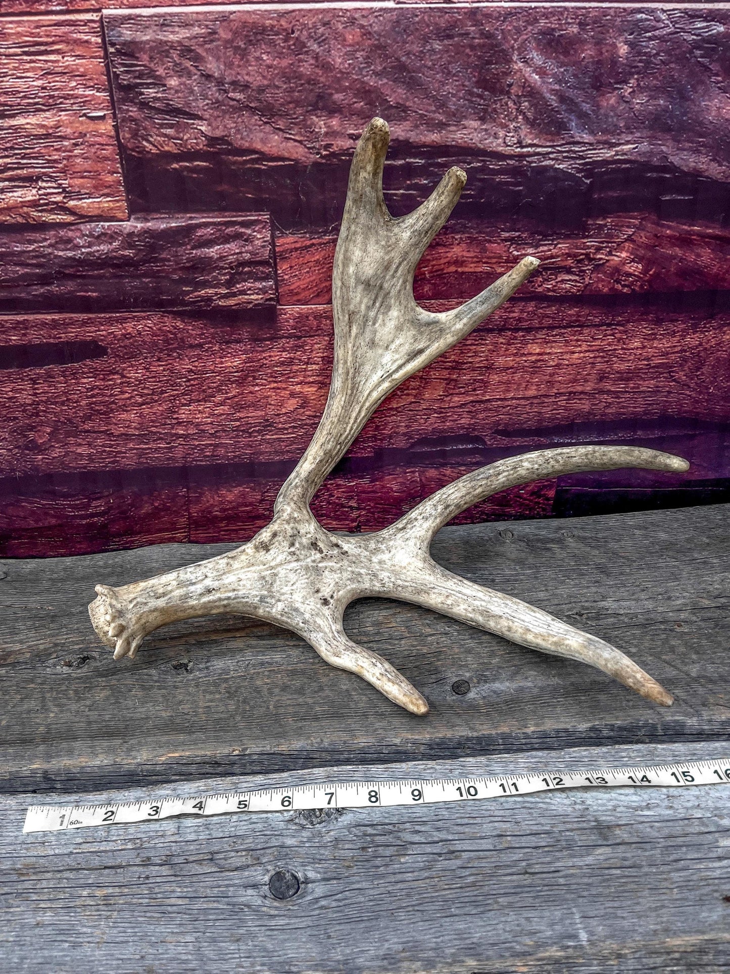Bull Moose Antler for Crafting, Decor, and more. Fresh and Naturally Shed.