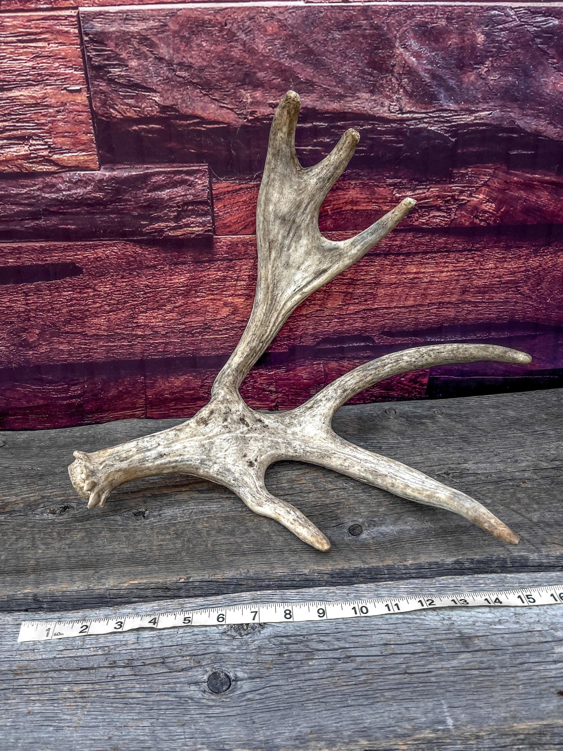 Bull Moose Antler for Crafting, Decor, and more. Fresh and Naturally Shed.