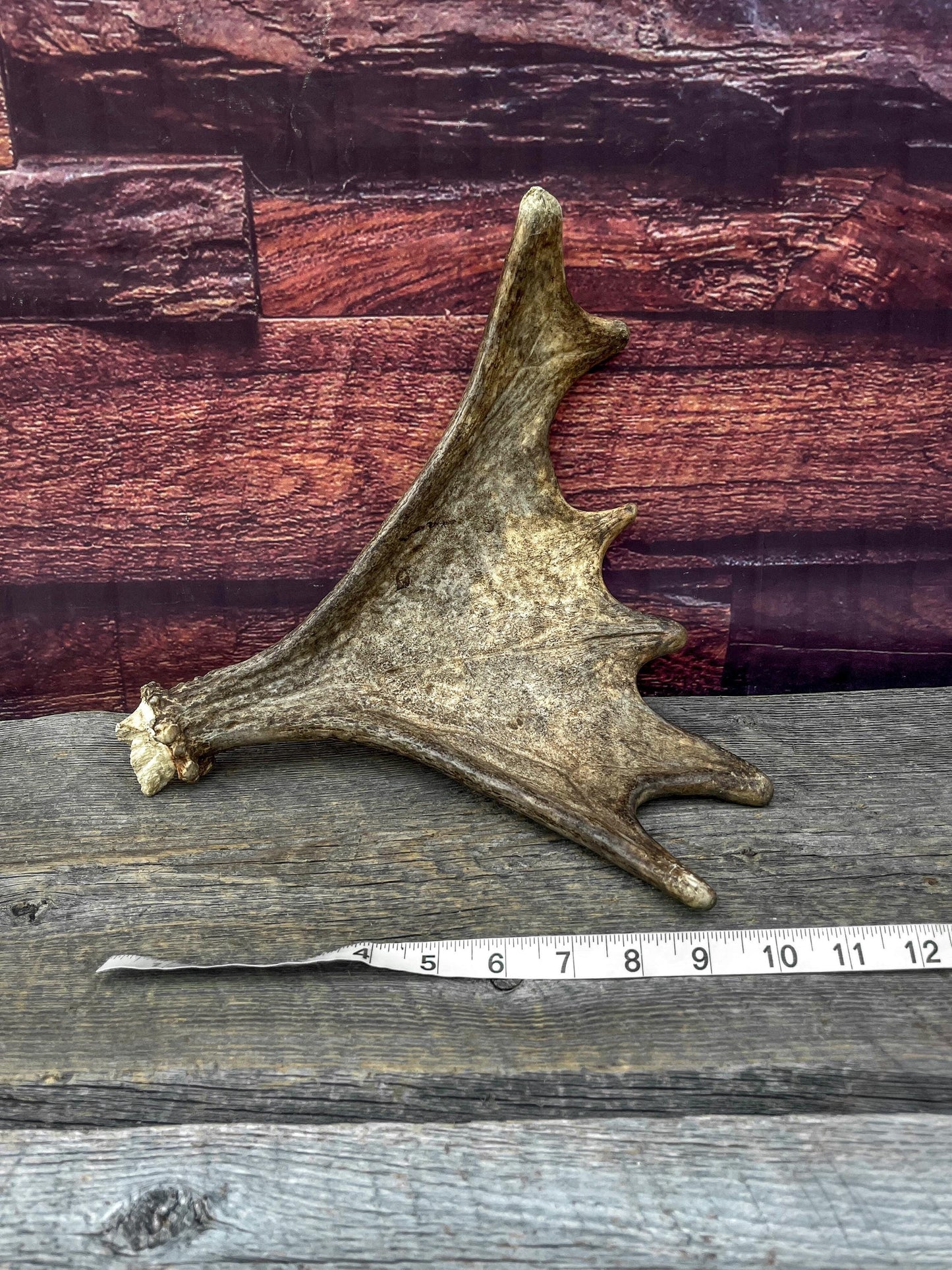 Bull Moose Antler. Super Fresh, Dark-Colored Moose “Paddle” For Crafting, Decor and More
