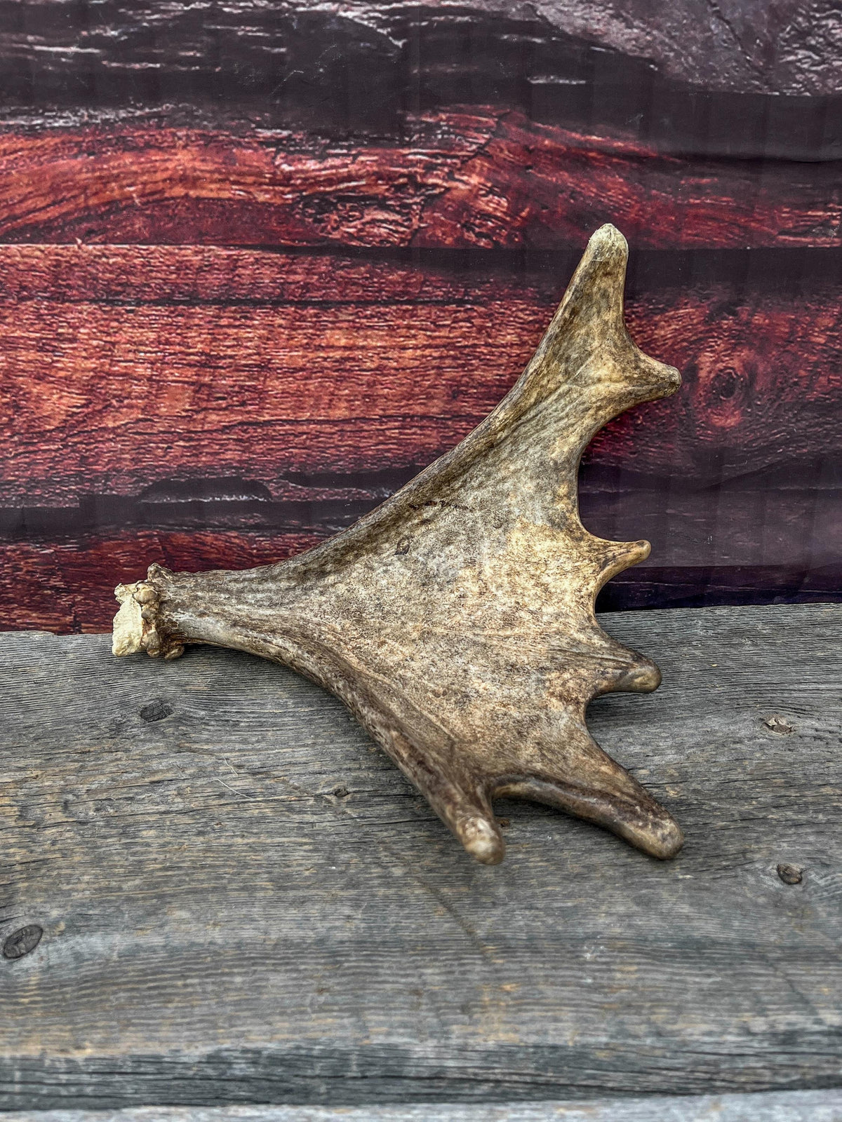 Bull Moose Antler. Super Fresh, Dark-Colored Moose “Paddle” For Crafting, Decor and More