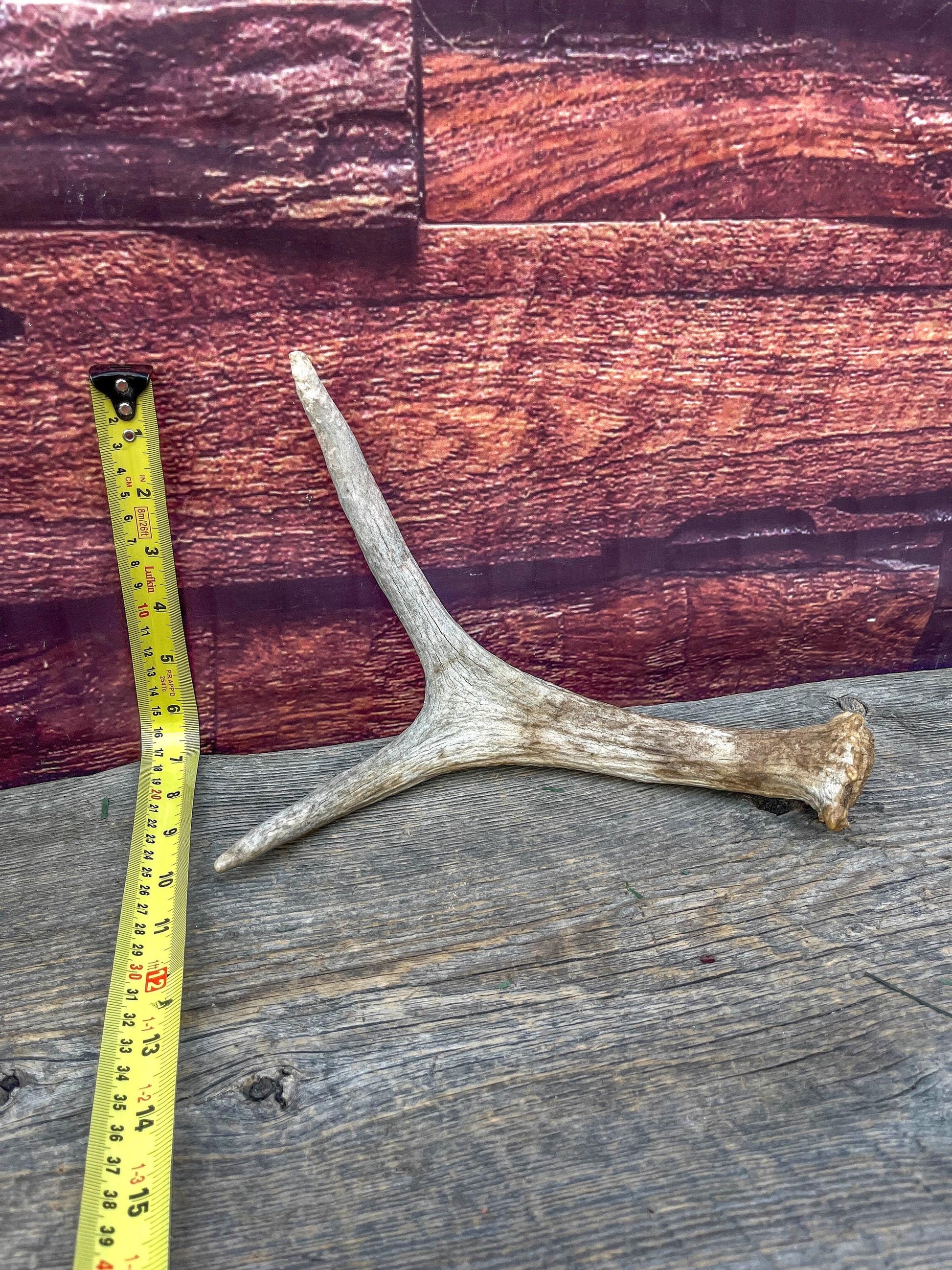 Small Moose Antler “spike/fork”. Old Antler for Crafting, Decorations and More