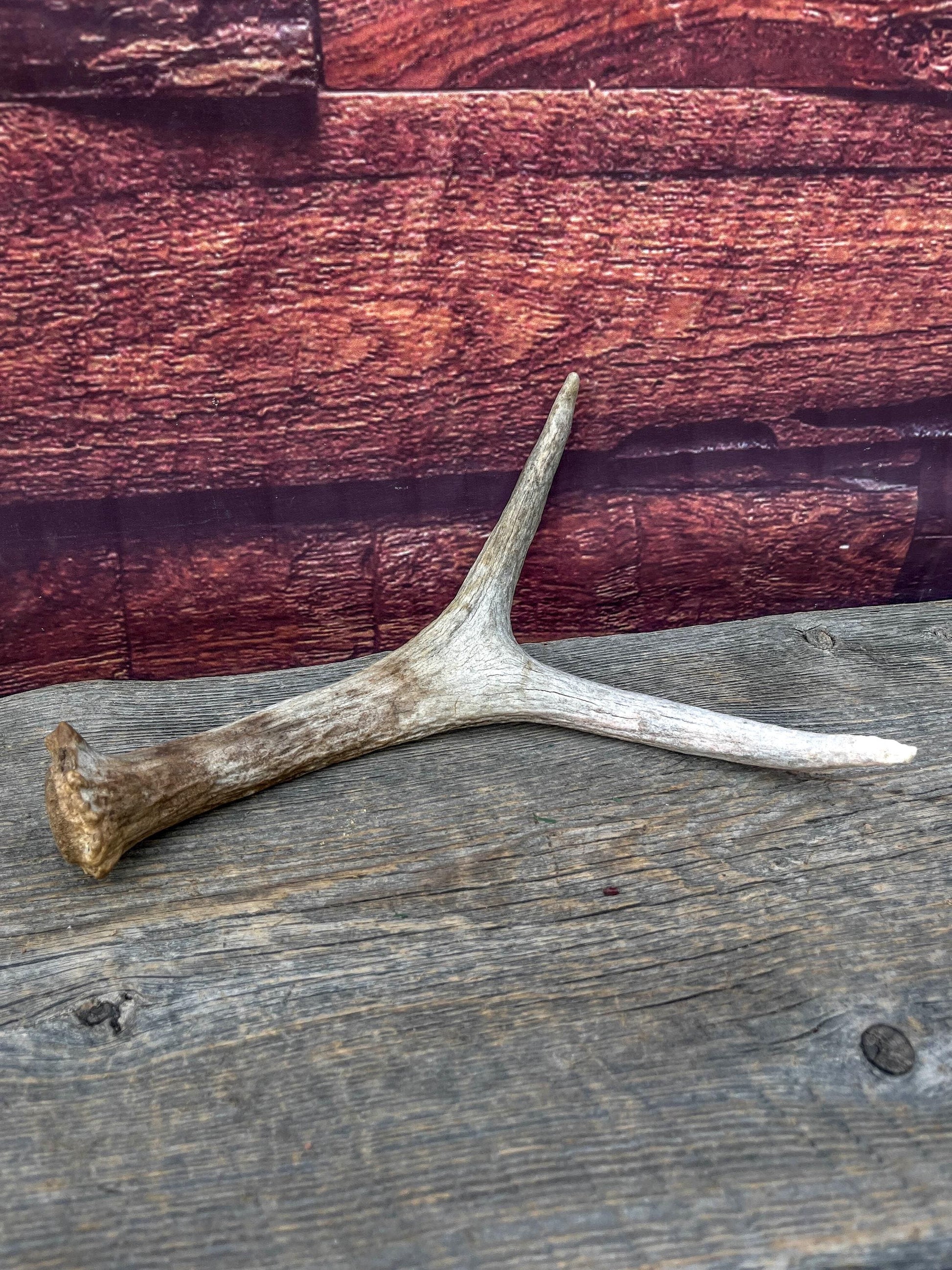 Small Moose Antler “spike/fork”. Old Antler for Crafting, Decorations and More