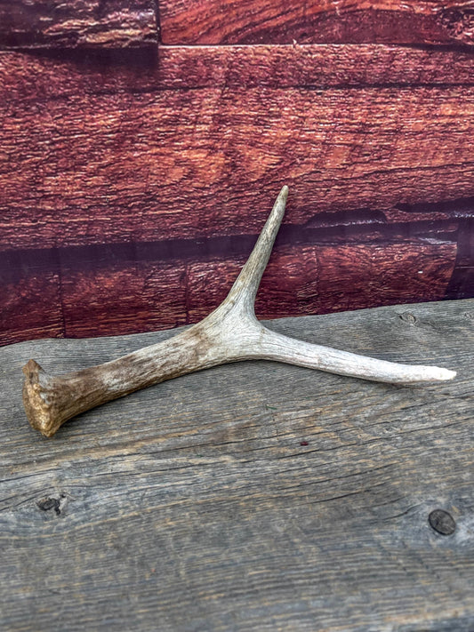Small Moose Antler “spike/fork”. Old Antler for Crafting, Decorations and More