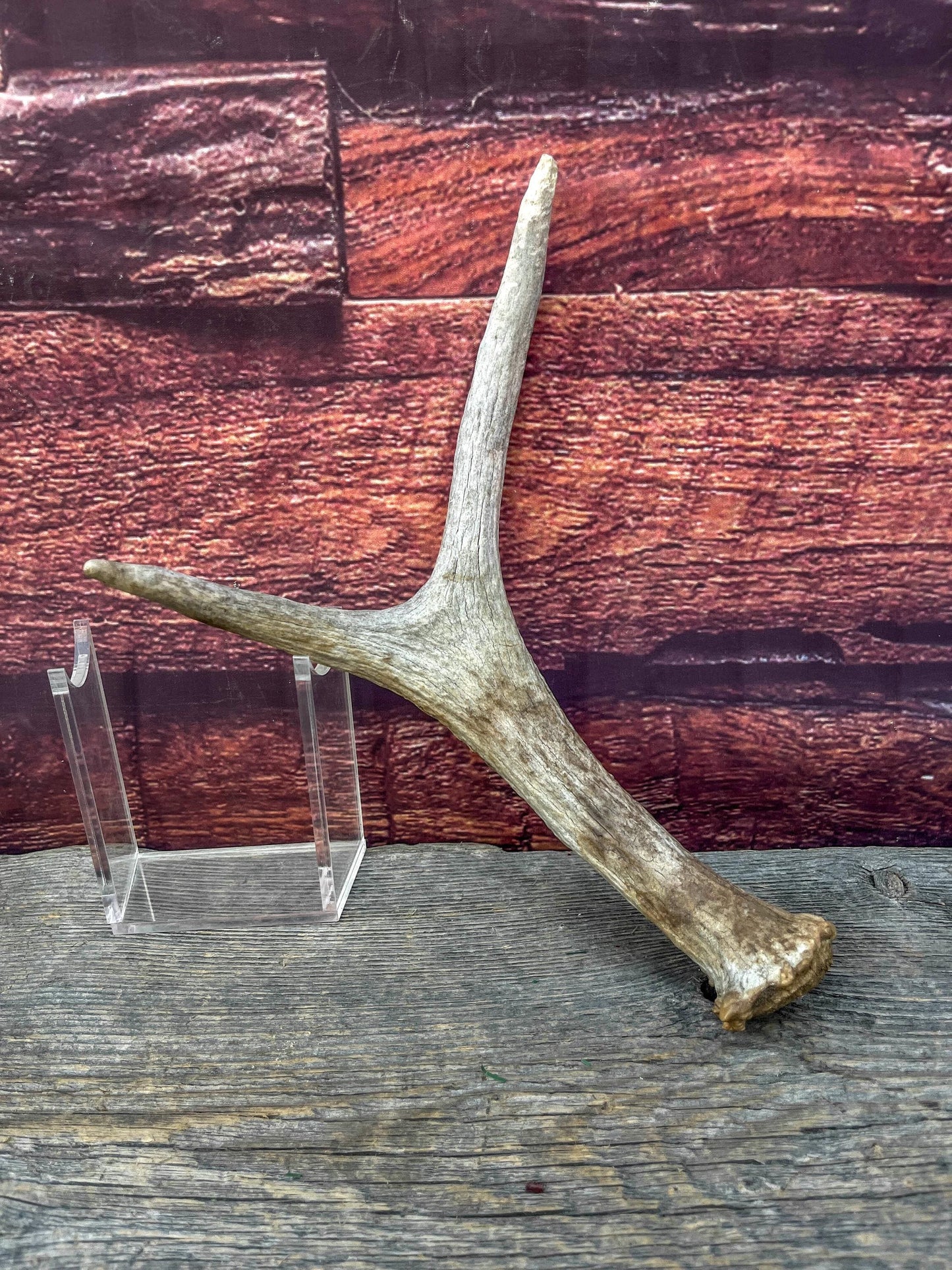 Small Moose Antler “spike/fork”. Old Antler for Crafting, Decorations and More