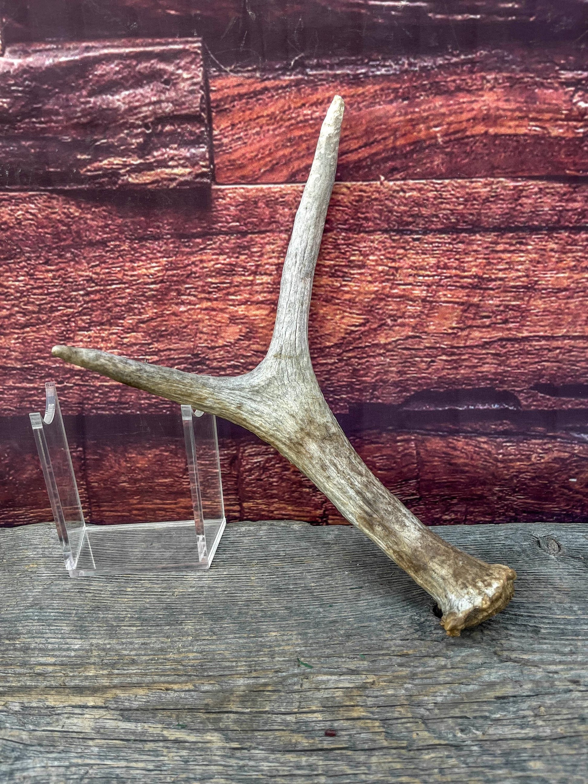Small Moose Antler “spike/fork”. Old Antler for Crafting, Decorations and More