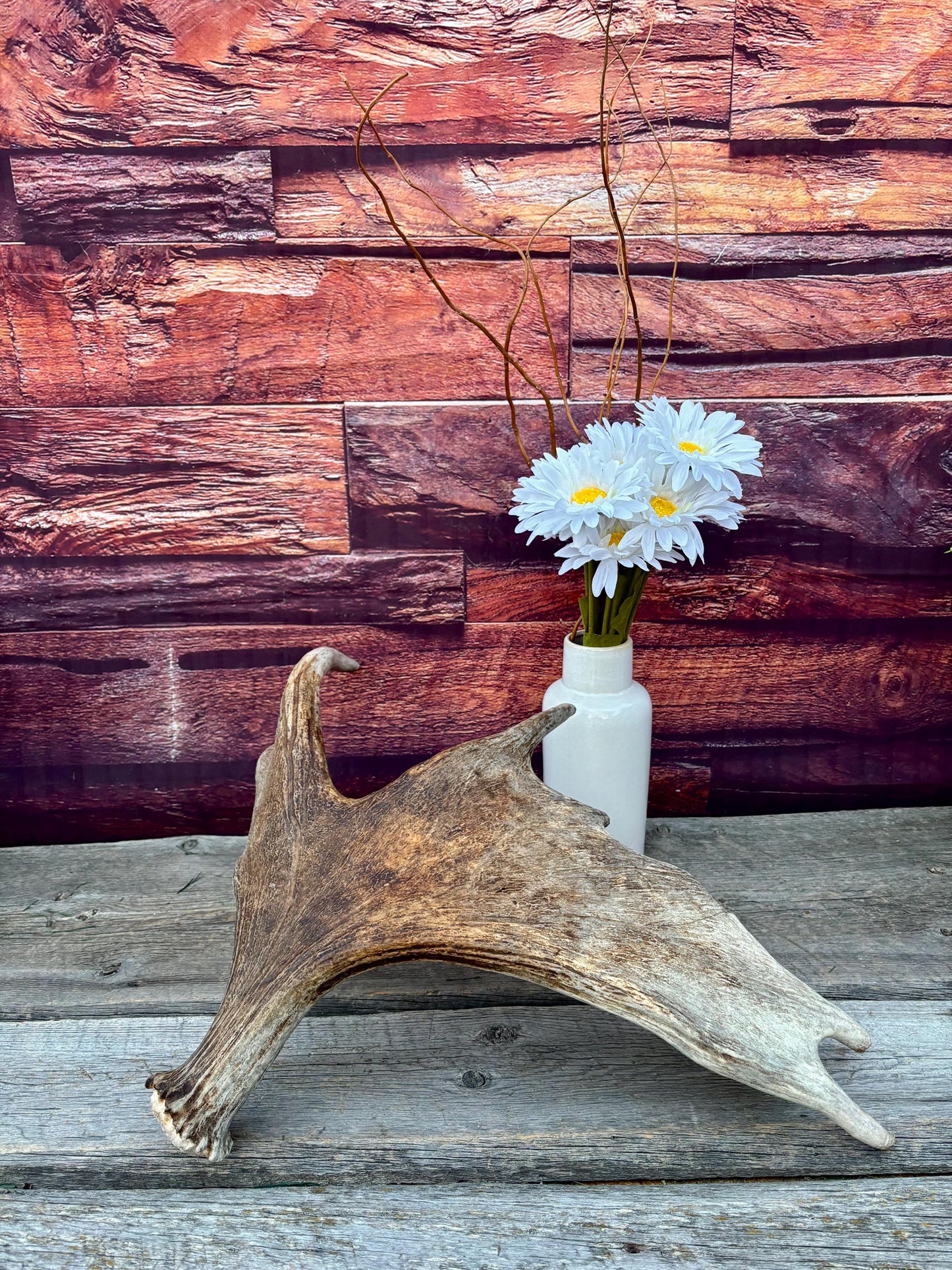 Moose Antler. Classic Shaped Paddle for Carving, Pet Treats, Crafting and Decor from a Wild Canada Moose
