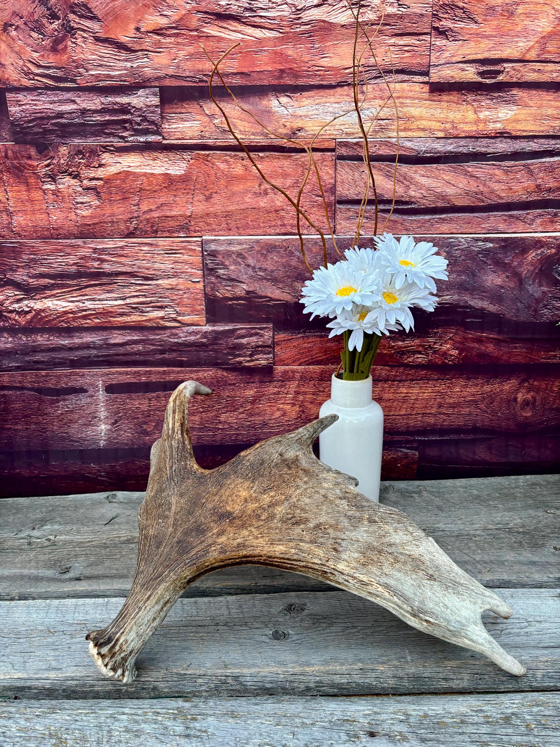 Moose Antler. Classic Shaped Paddle for Carving, Pet Treats, Crafting and Decor from a Wild Canada Moose
