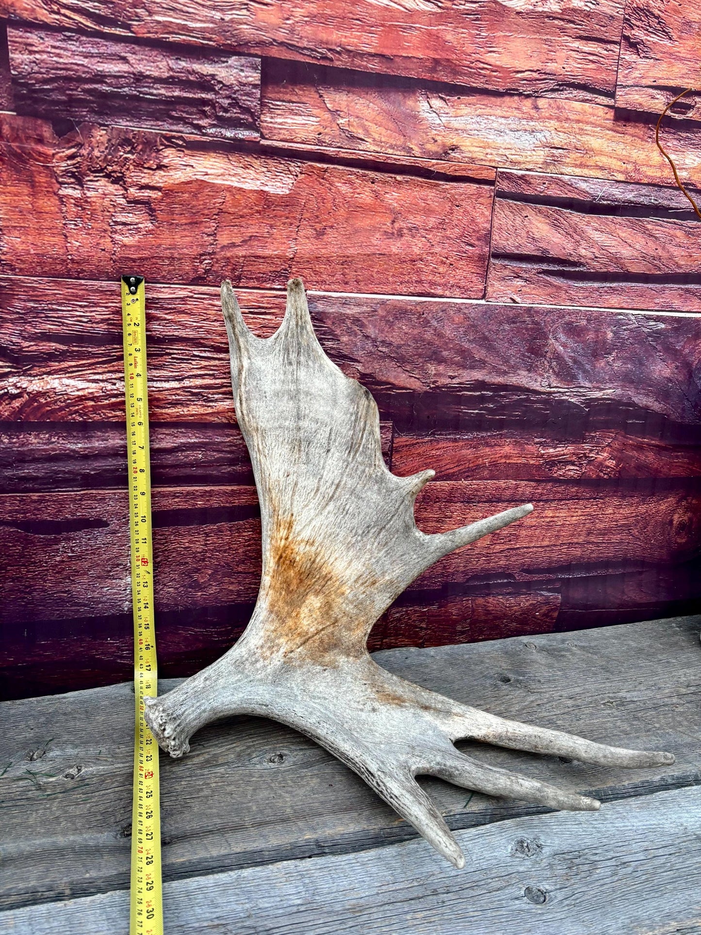 Moose Antler. Classic Shaped Paddle for Carving, Pet Treats, Crafting and Decor from a Wild Canada Moose