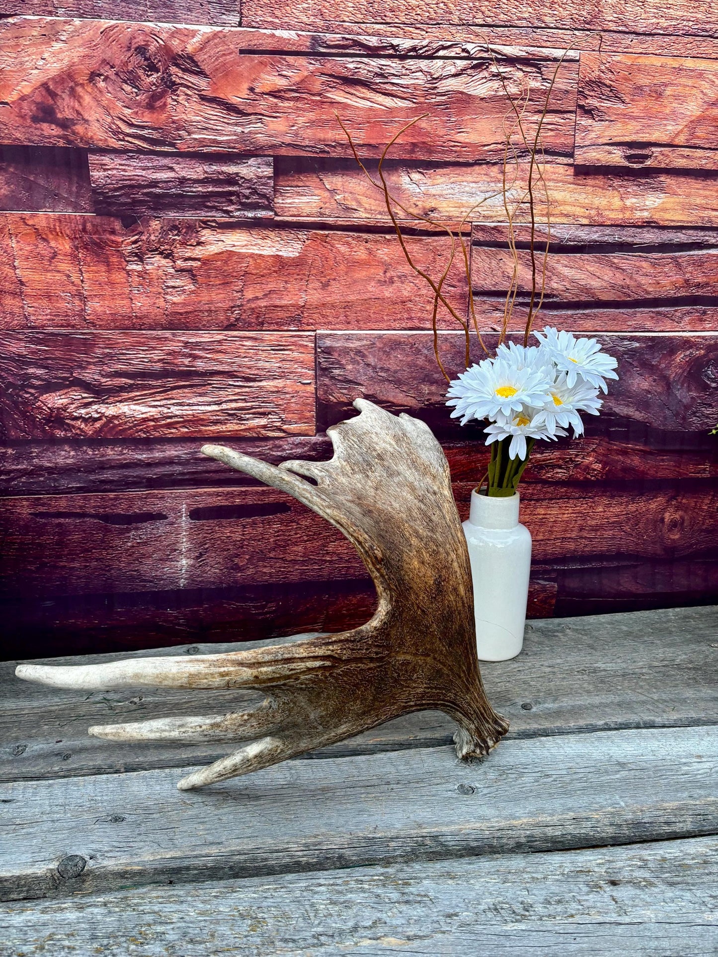 Moose Antler. Classic Shaped Paddle for Carving, Pet Treats, Crafting and Decor from a Wild Canada Moose