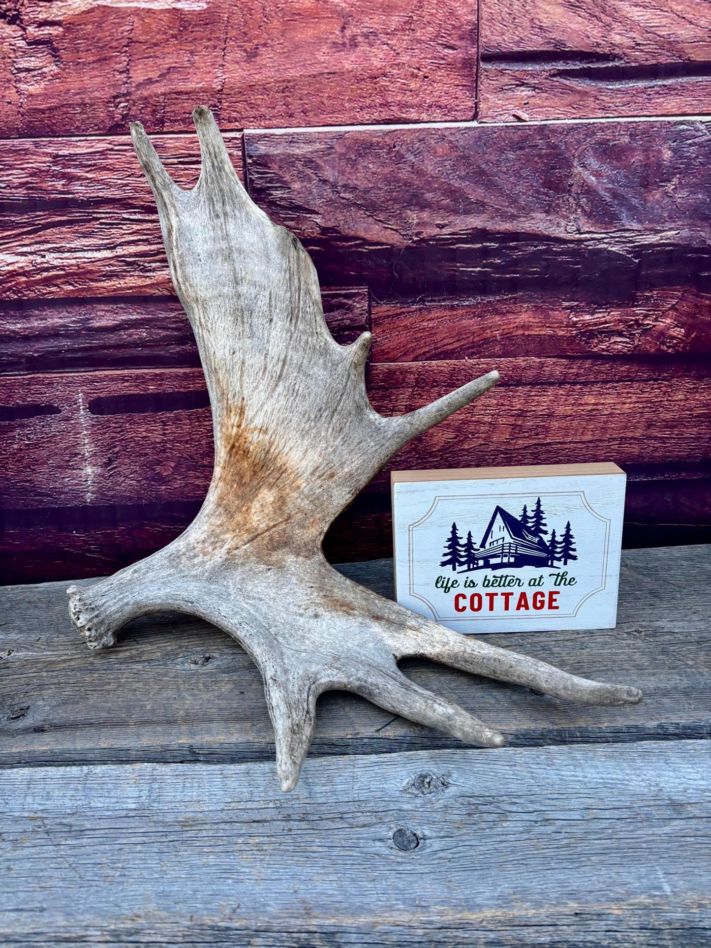 Moose Antler. Classic Shaped Paddle for Carving, Pet Treats, Crafting and Decor from a Wild Canada Moose