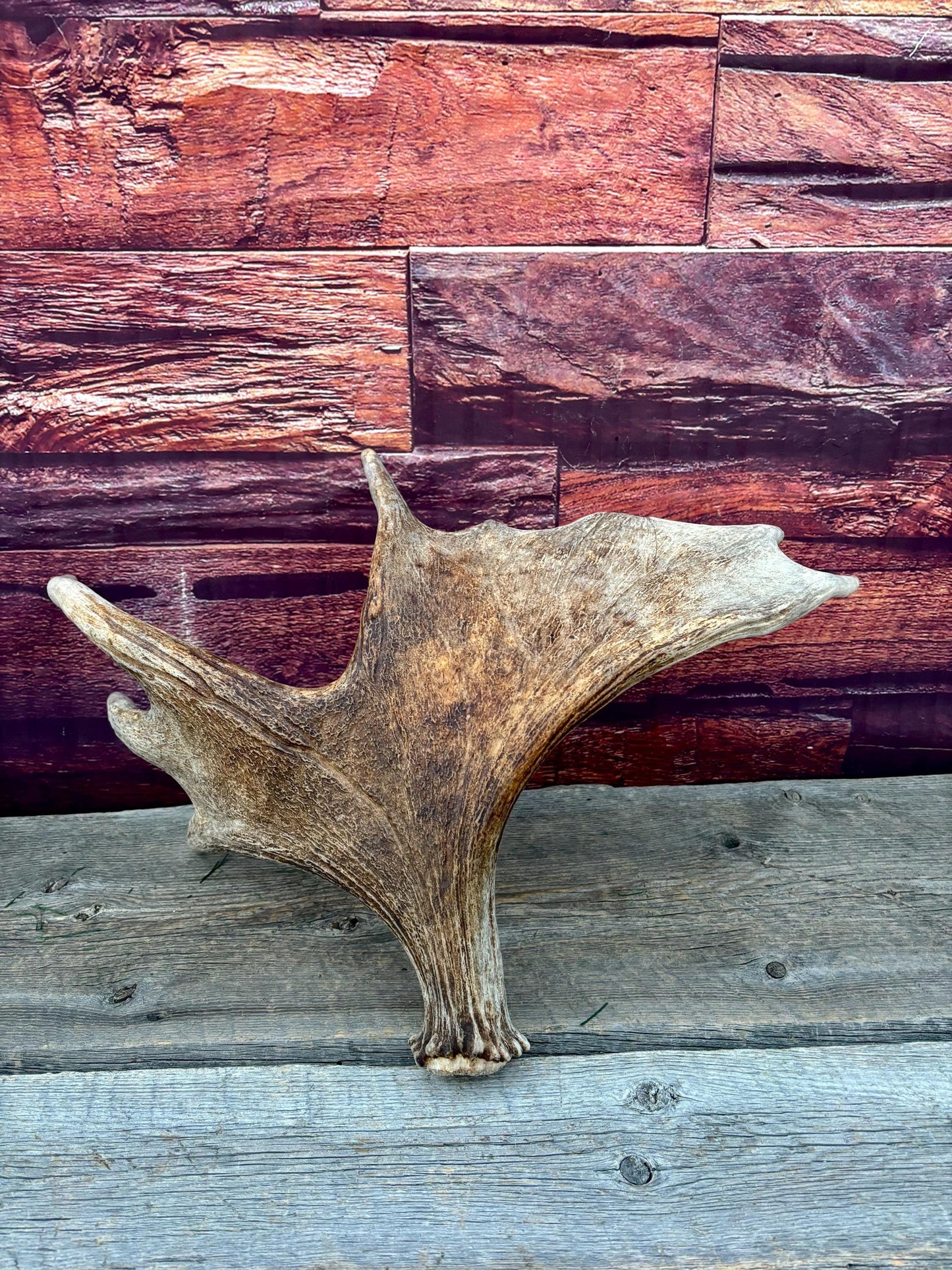 Moose Antler. Classic Shaped Paddle for Carving, Pet Treats, Crafting and Decor from a Wild Canada Moose