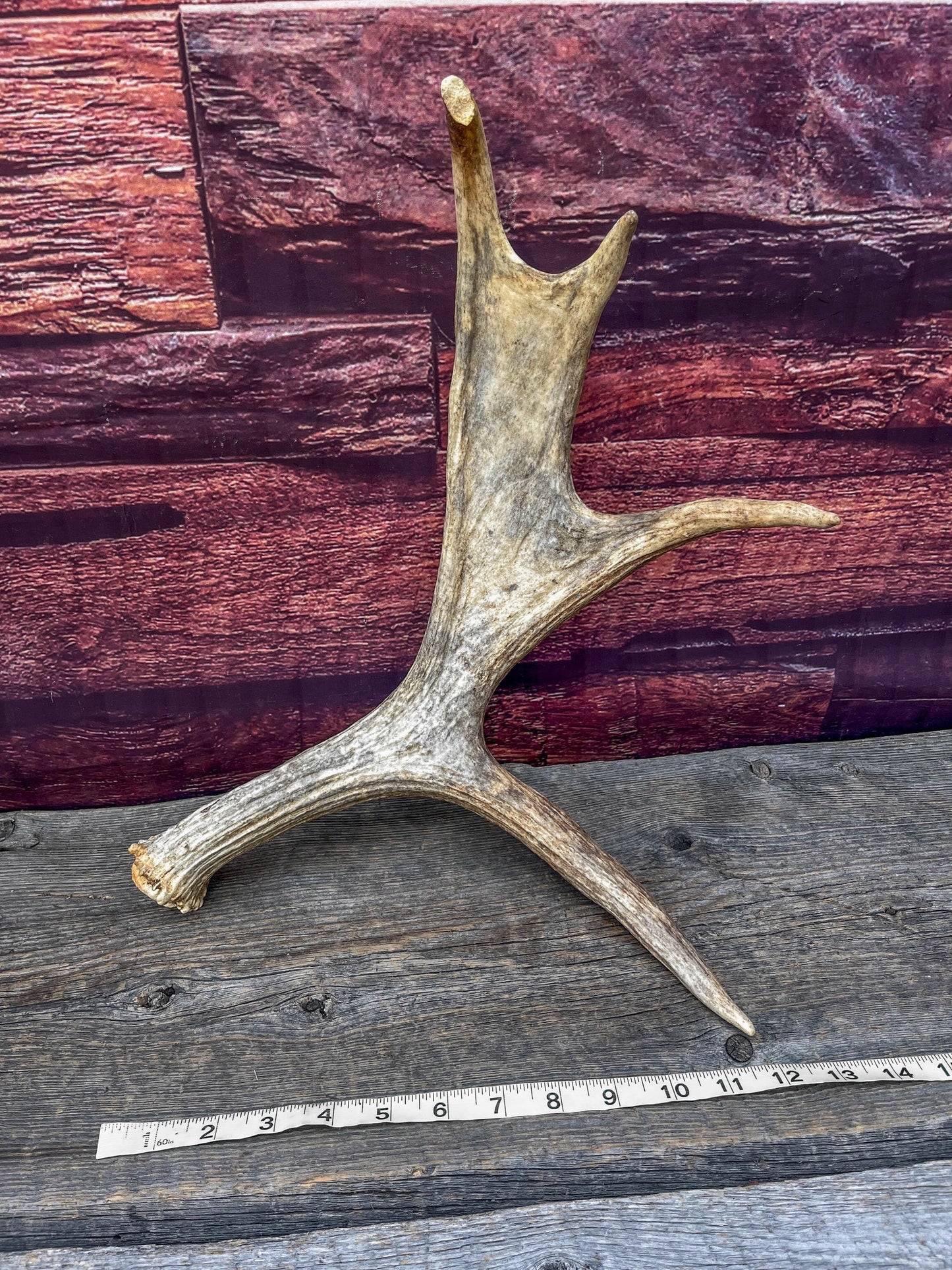 Bull Moose Antler for Crafting, Decor, and more. Fresh and Naturally Shed.