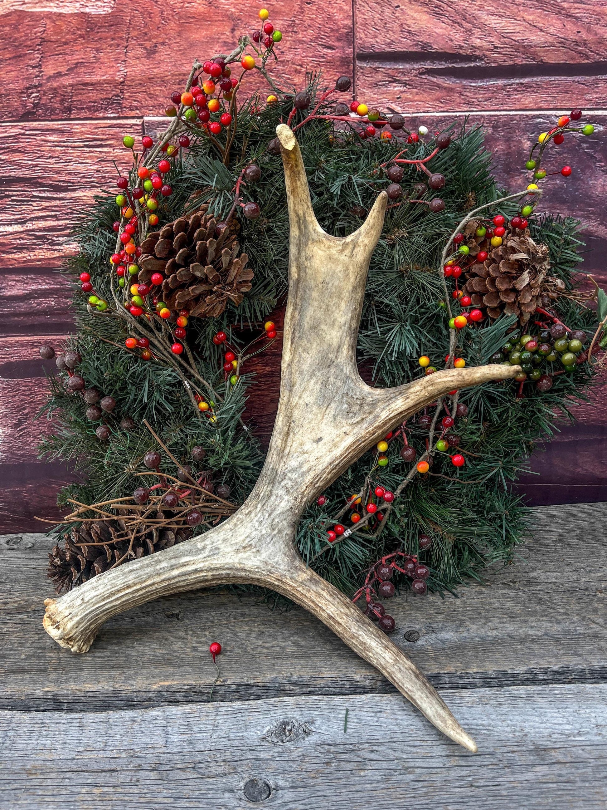 Bull Moose Antler for Crafting, Decor, and more. Fresh and Naturally Shed.