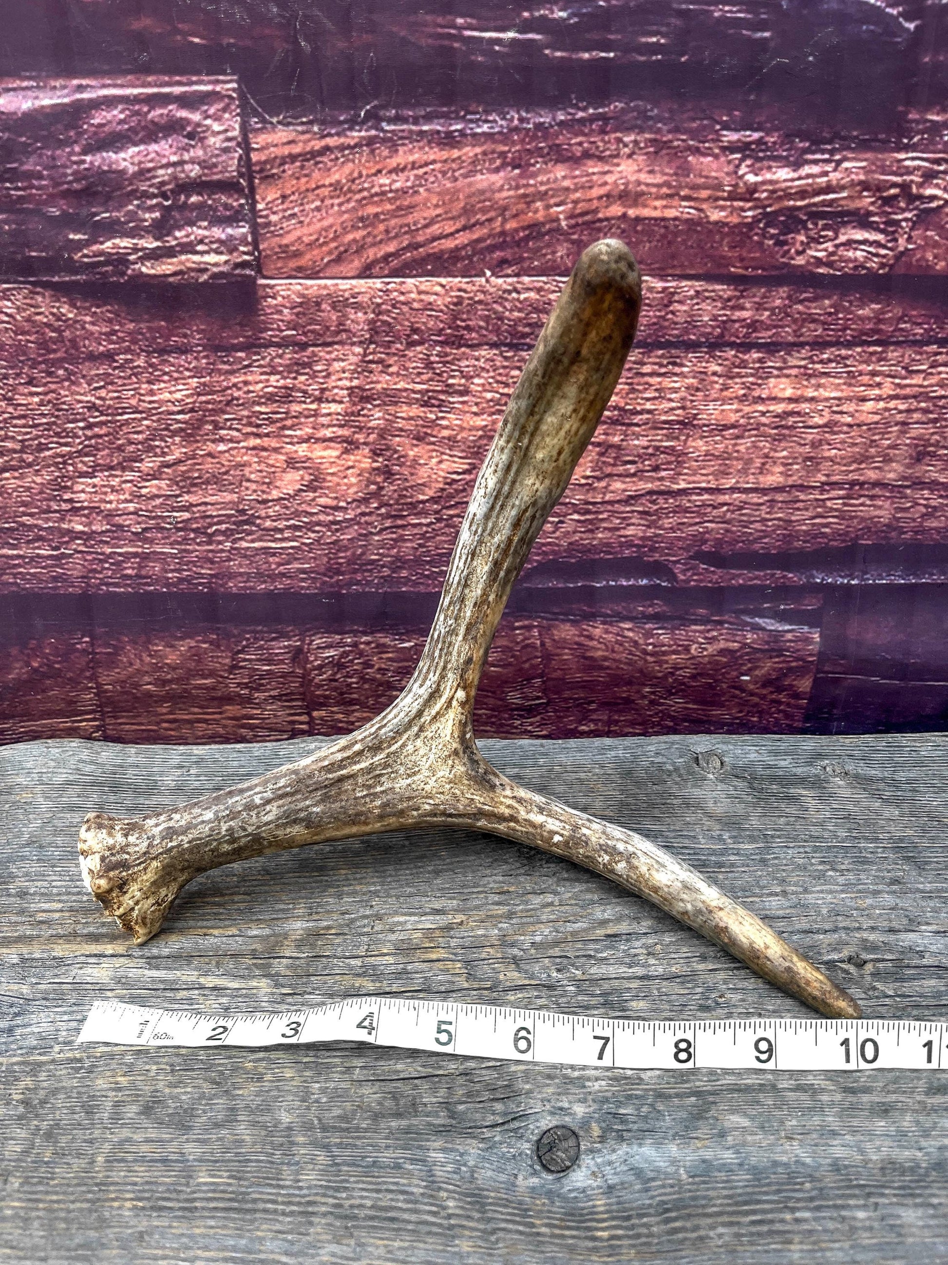 Small Self-Standing Moose Antler. Antler for Crafting, Carving, Pet Treats, Decor and More. From a Wild Canada Moose